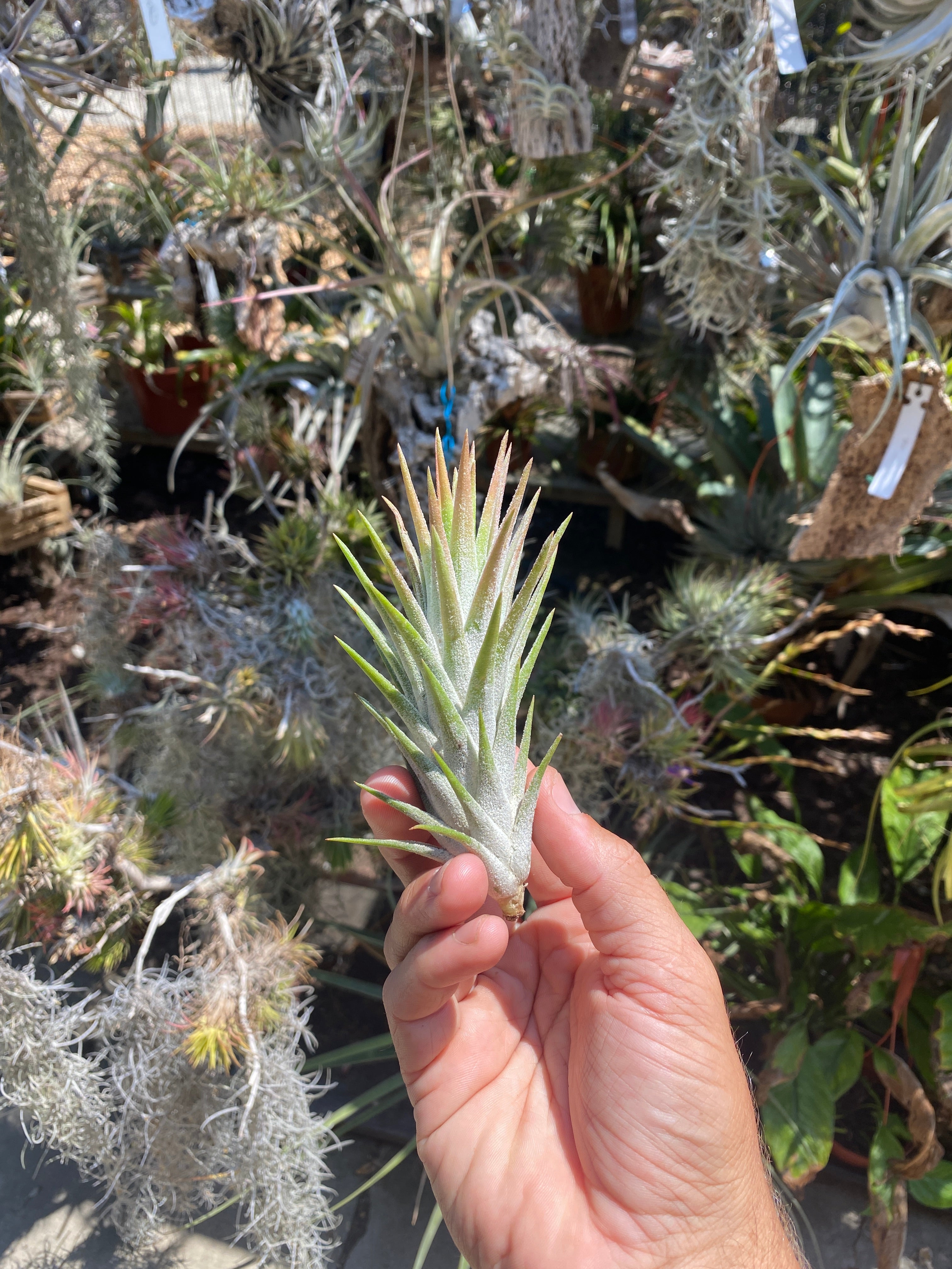 Tillandsia vanhyningii – Cuffel Farms