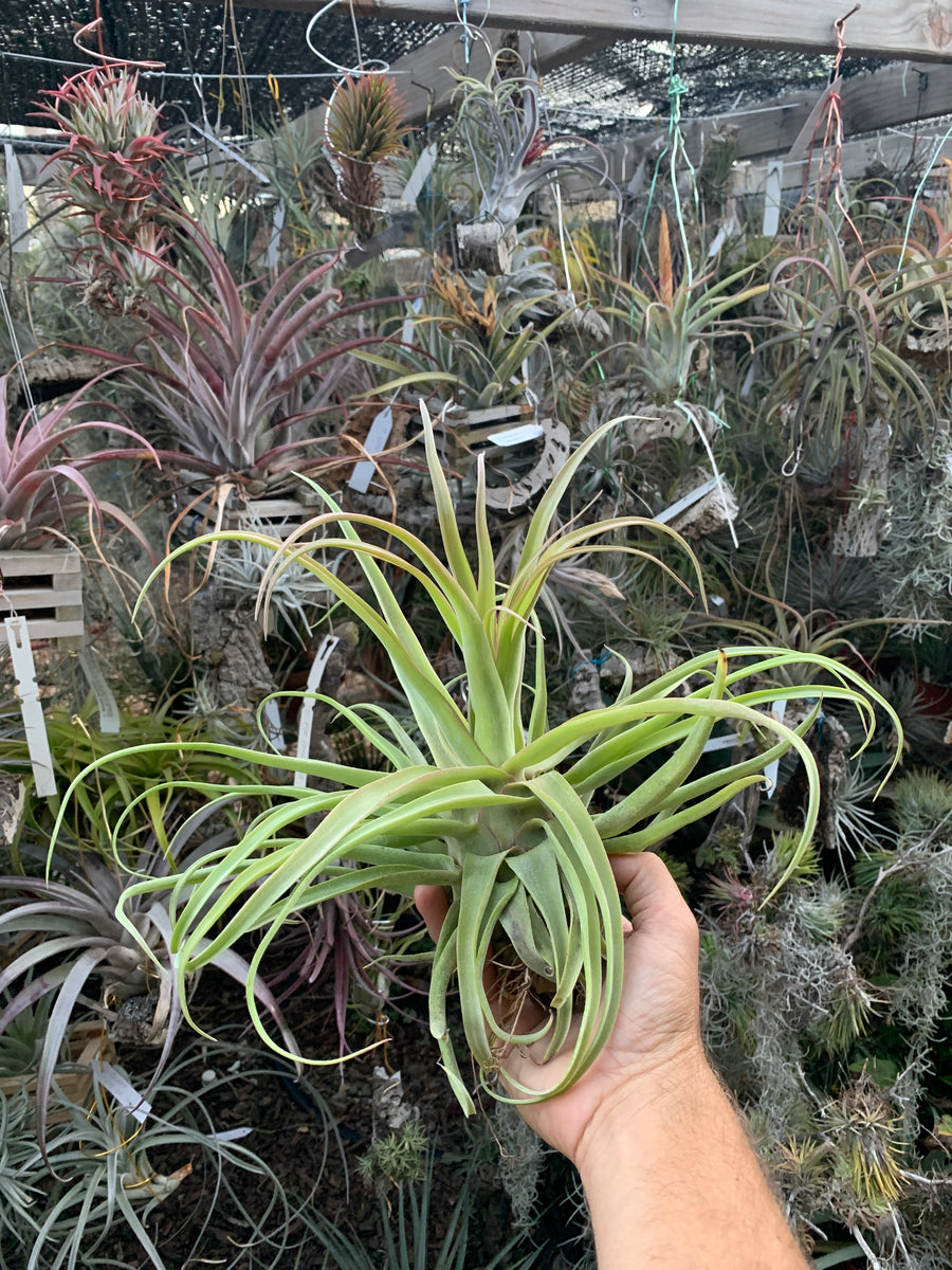 Tillandsia streptophylla 'Belize'