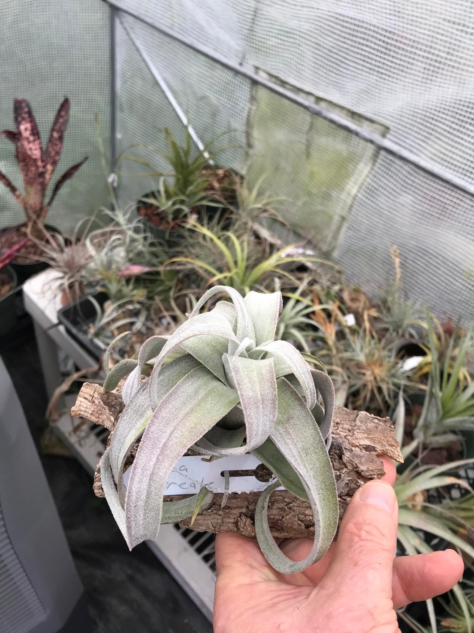 Tillandsia Bea Correale (Tillandsia chiapensis x Tillandsia