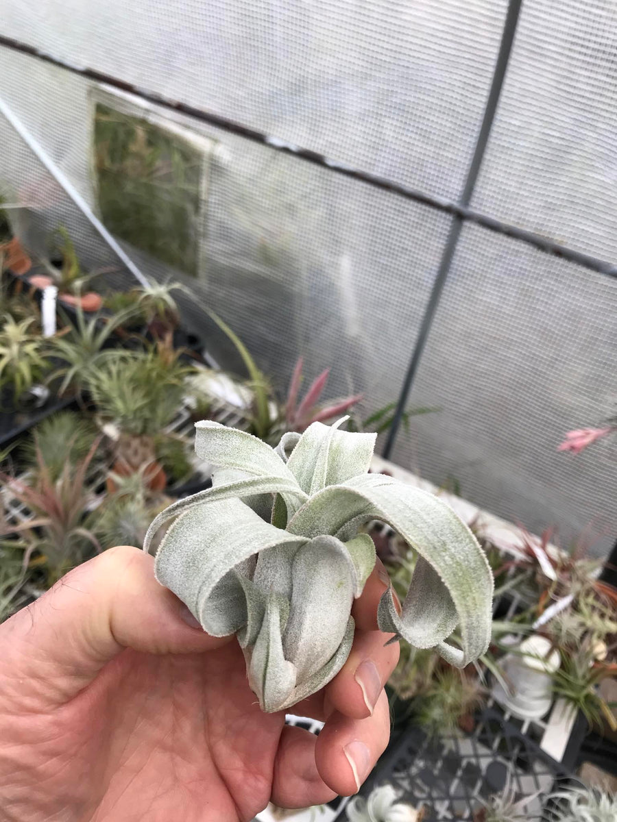 Tillandsia Bea Correale (Tillandsia chiapensis x Tillandsia