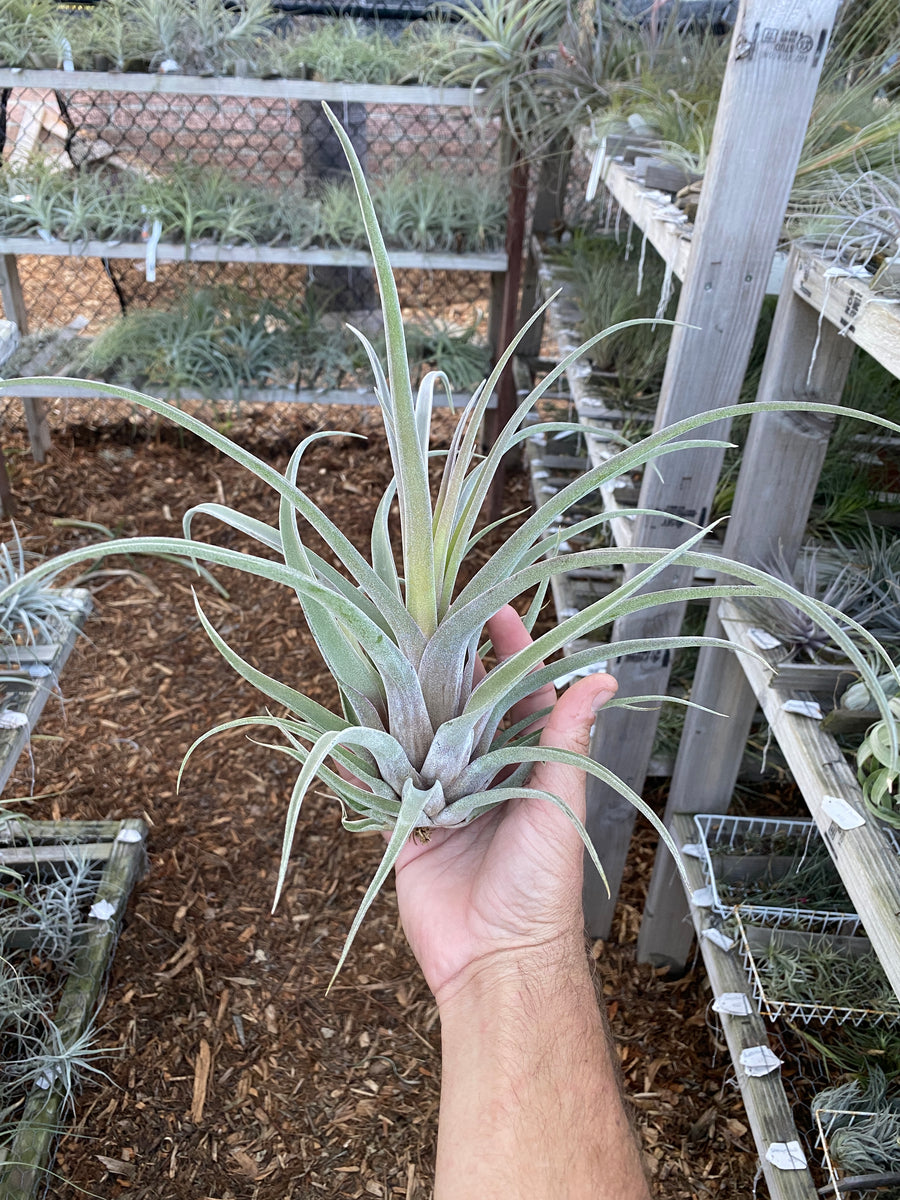 Tillandsia novakii hybrid (probably Tillandsia novakii x