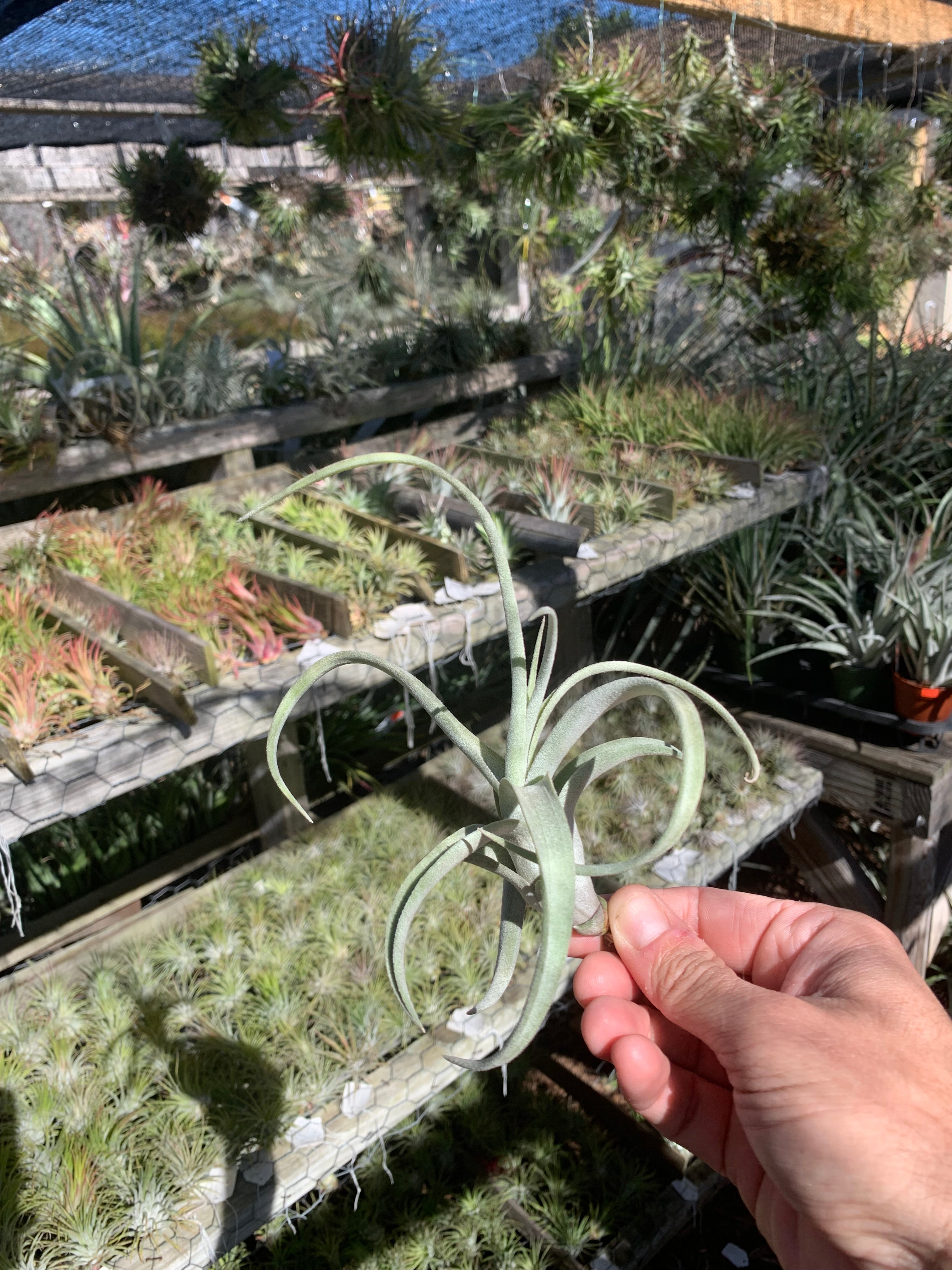 Tillandsia Curly Fatso #3 【ラスト株】 Tillandsia Curly Fatso