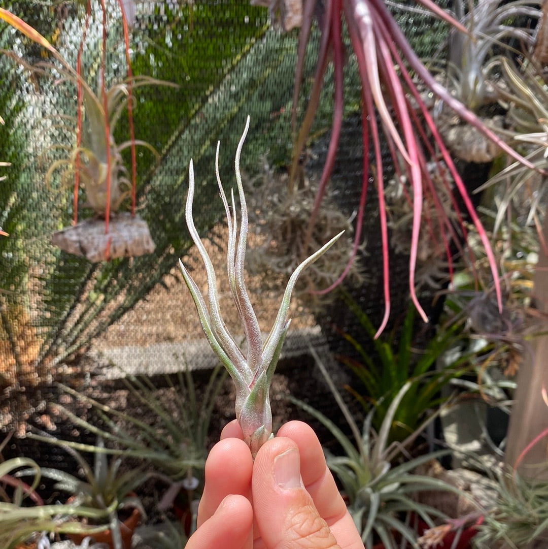 Tillandsia The Perfect Blend (Tillandsia Lucille x Tillandsia bulbosa)