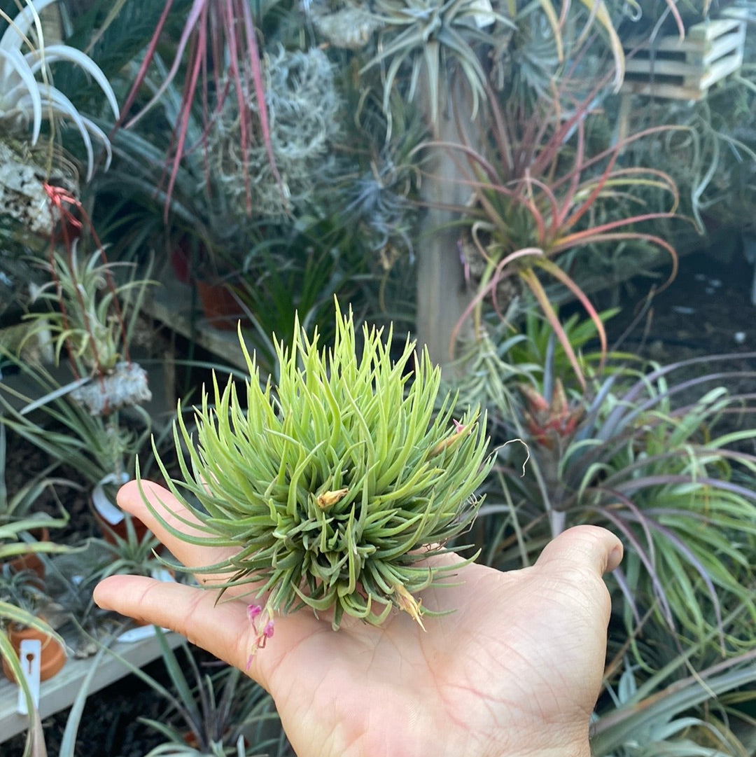 Tillandsia argentina