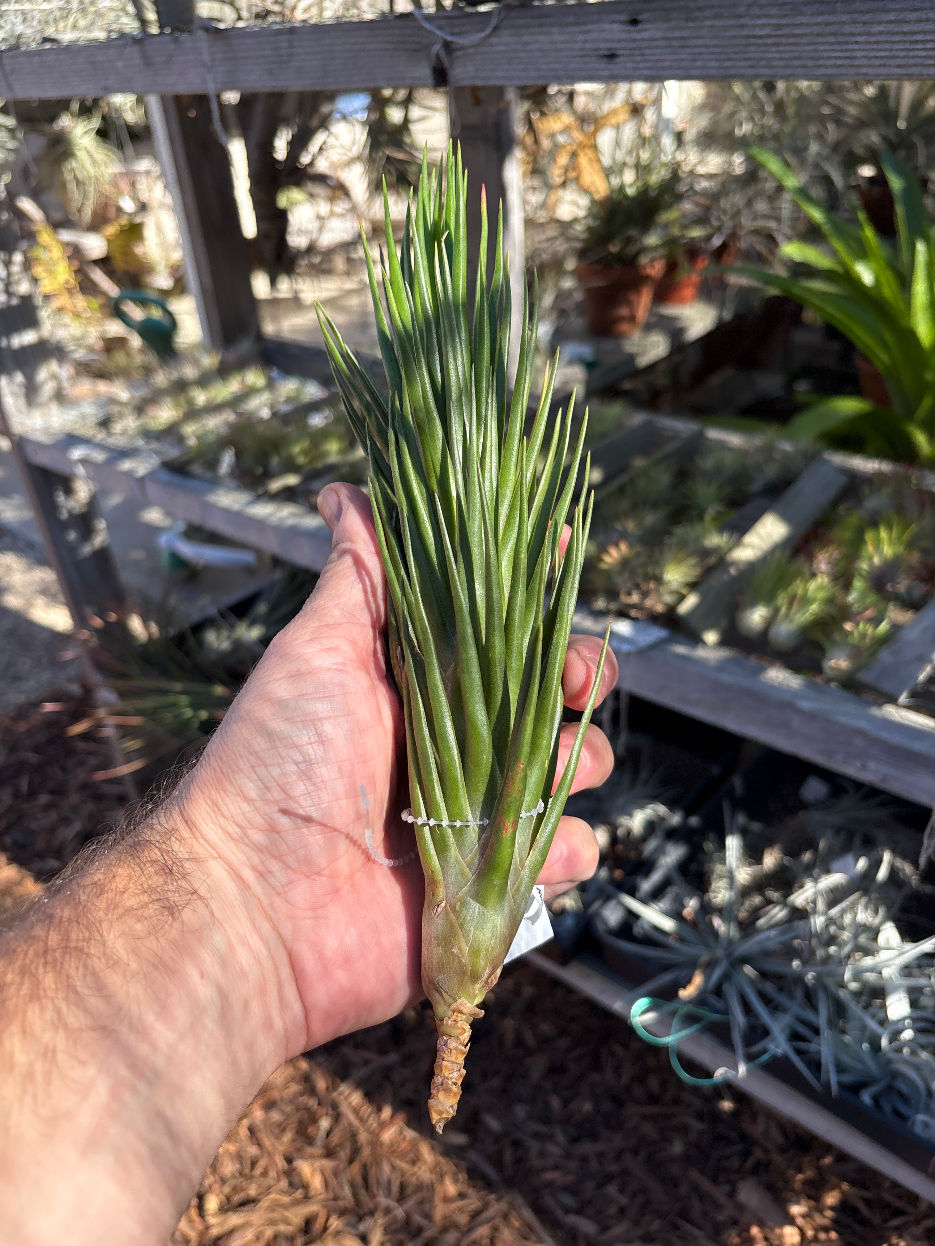 Tillandsia Joel's Twisted Sister – Cuffel Farms