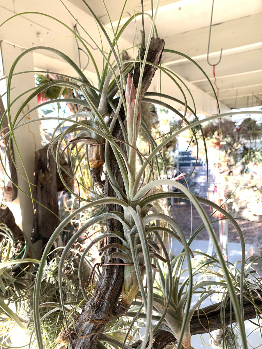 チランジア Peltry Jellyfish Tillandsia Peltry Jellyfish (Tillandsia ehlersiana x Tillandsia