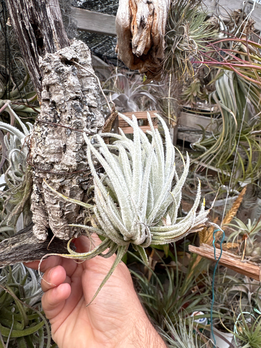 ブロメリア・エアープランツ Tillandsia Minnie White チランジア ミニー ホワイト Tillandsia 'Minnie White' 子株の時に曙
