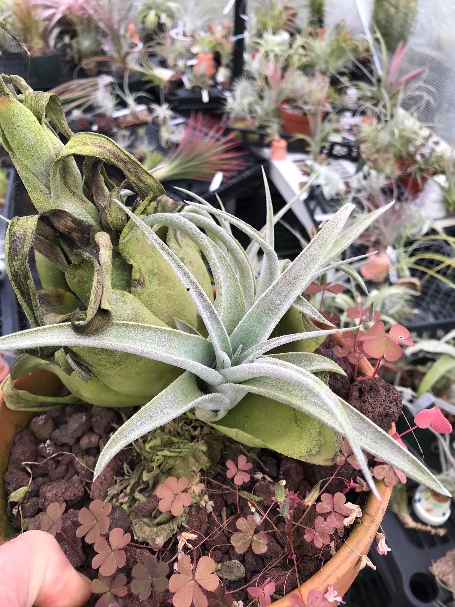 Tillandsia Bea Correale (chiapensis x streptophylla) – Cuffel Farms