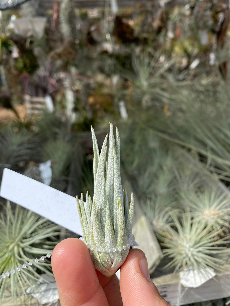 CAA7D45E-98D3-440A-9119-