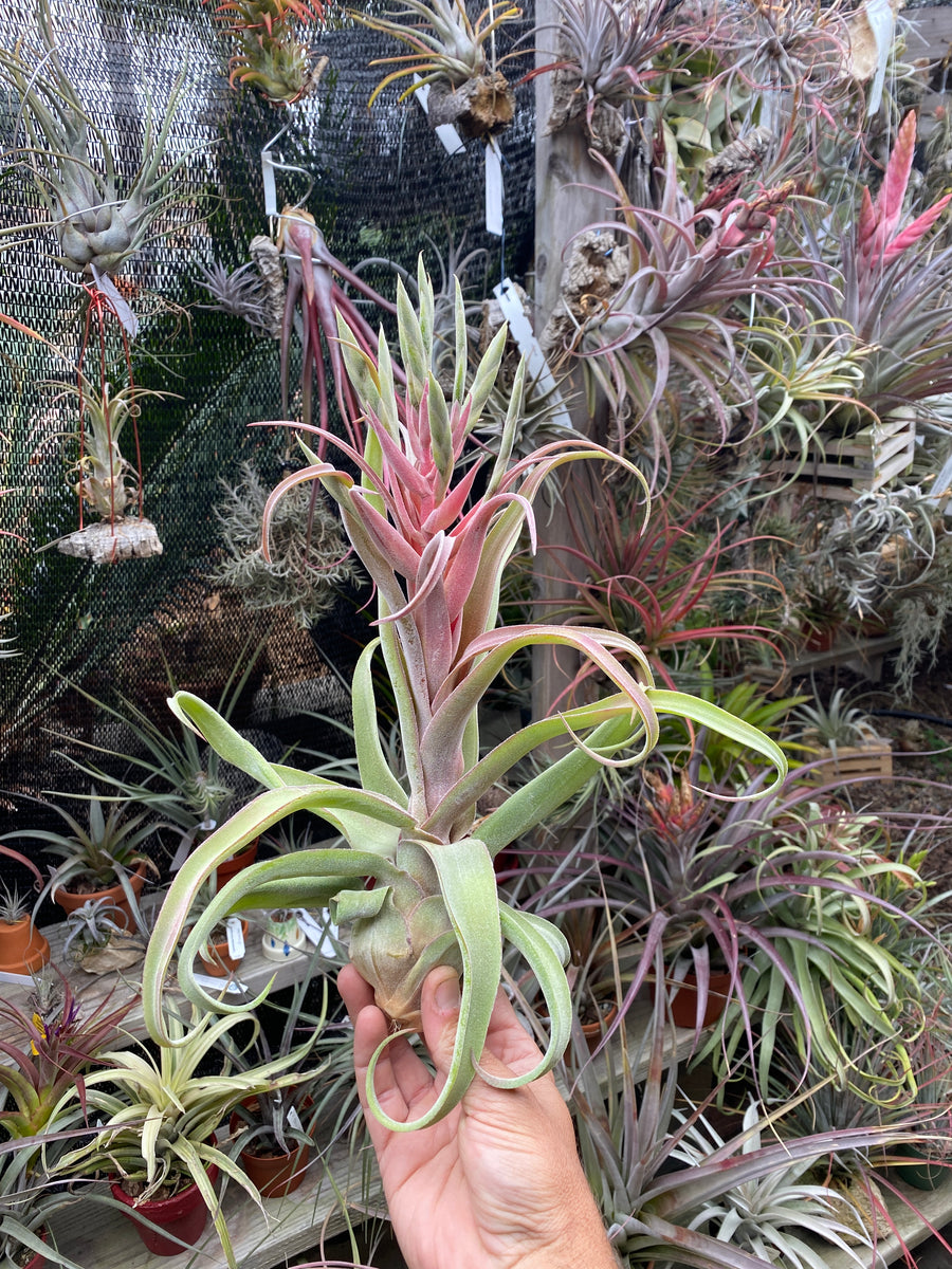 Tillandsia streptophylla 'Belize'