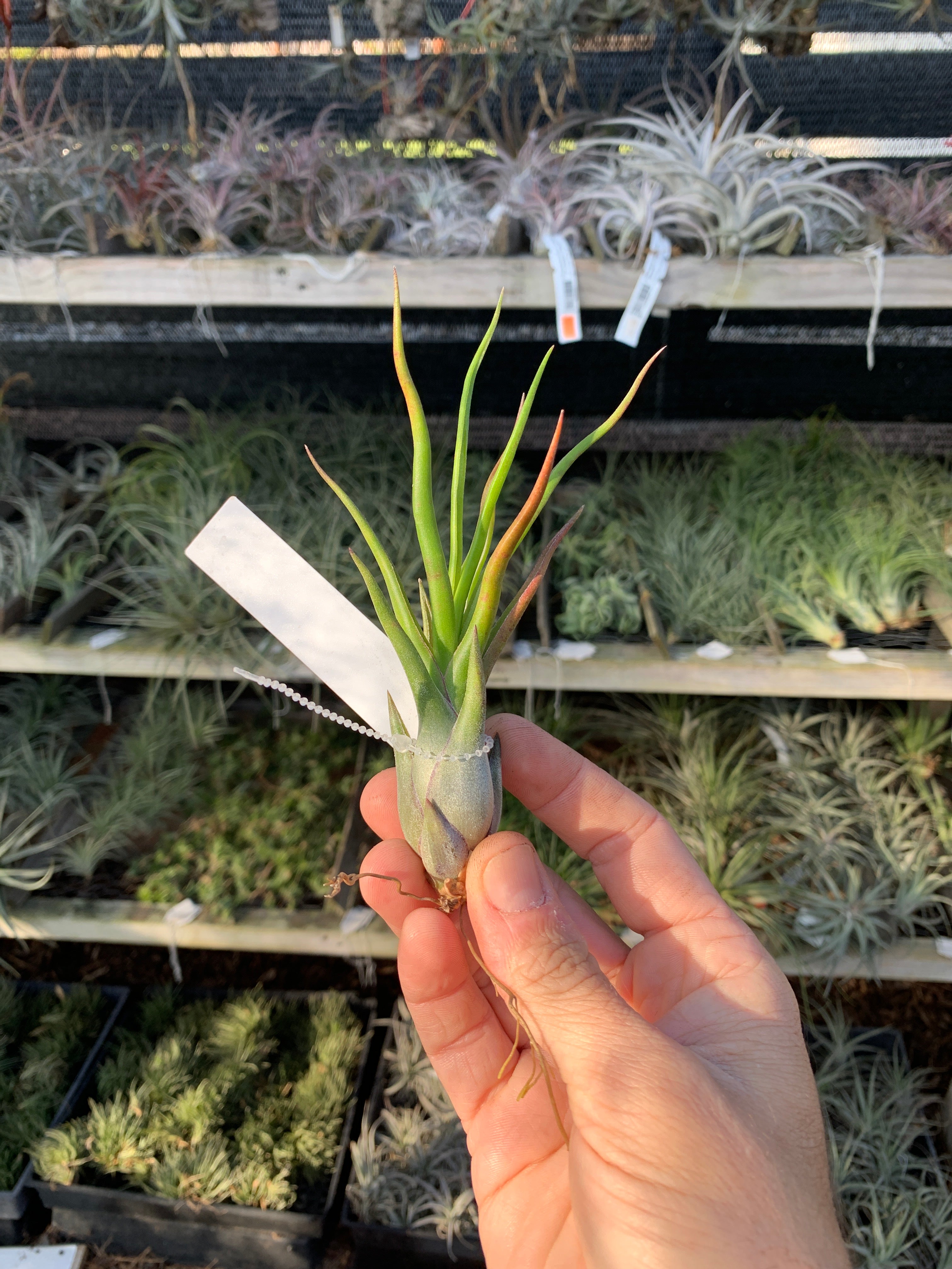 Tillandsia Leo J (Tillandsia ionantha x Tillandsia bulbosa