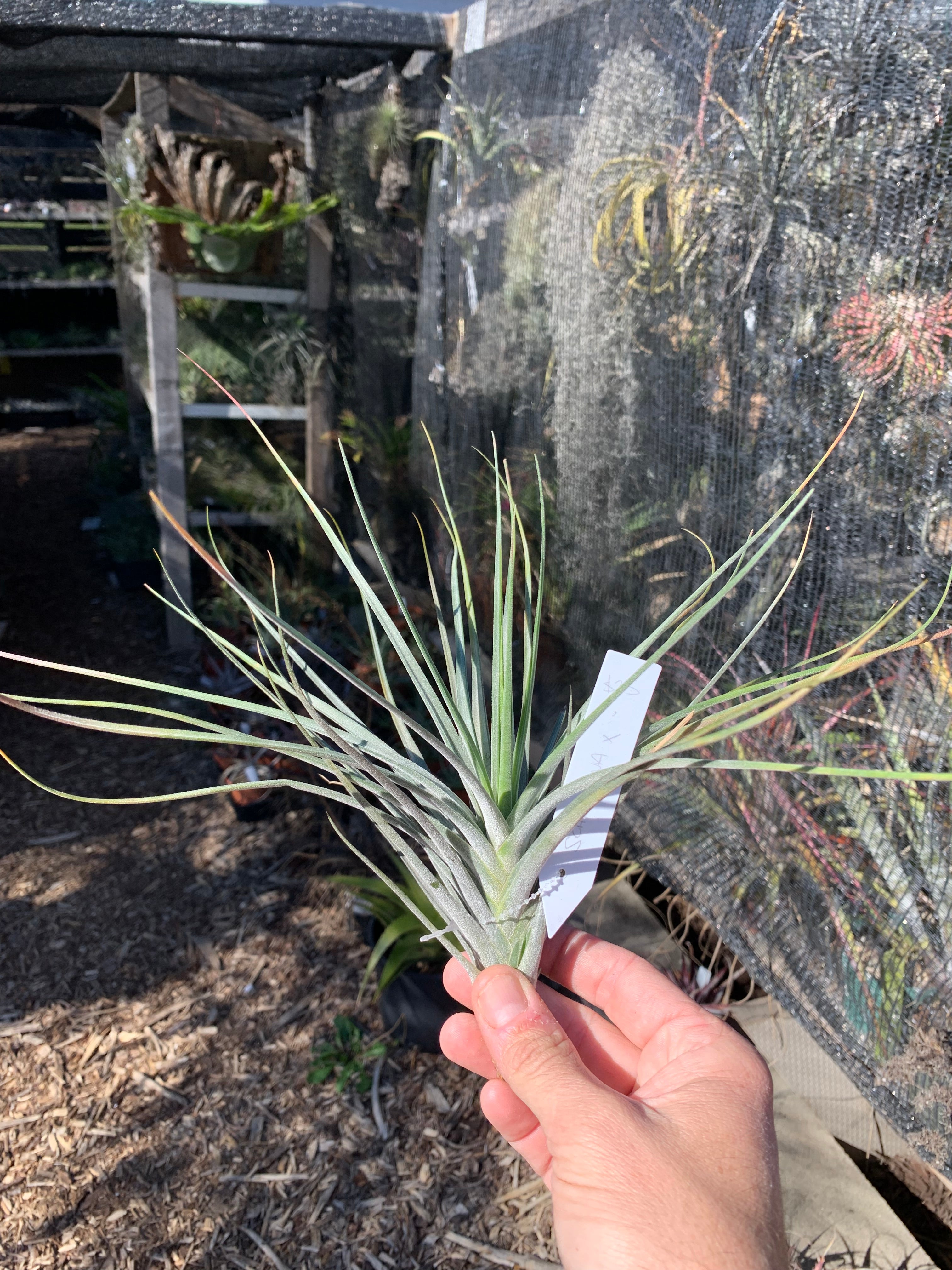 Tillandsia schiedeana hybrid – Cuffel Farms