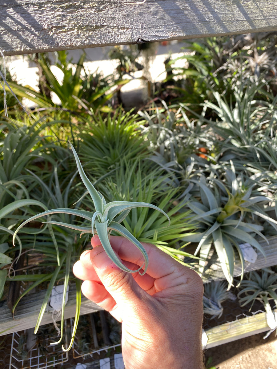 Tillandsia paleacea v. apurimacensis - Bird Rock Tropicals