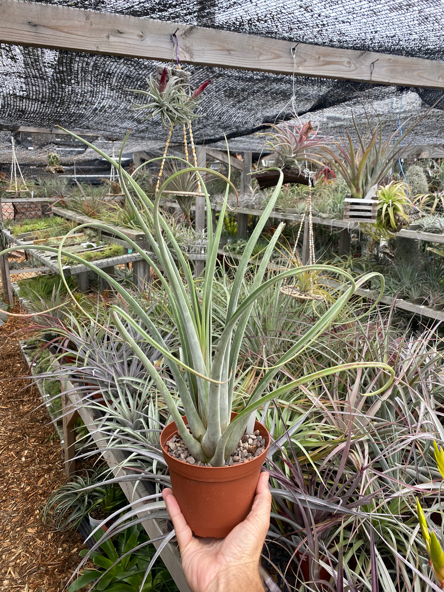 Tillandsia Fat Rose (Tillandsia El Guapo x Tillandsia roseoscapa