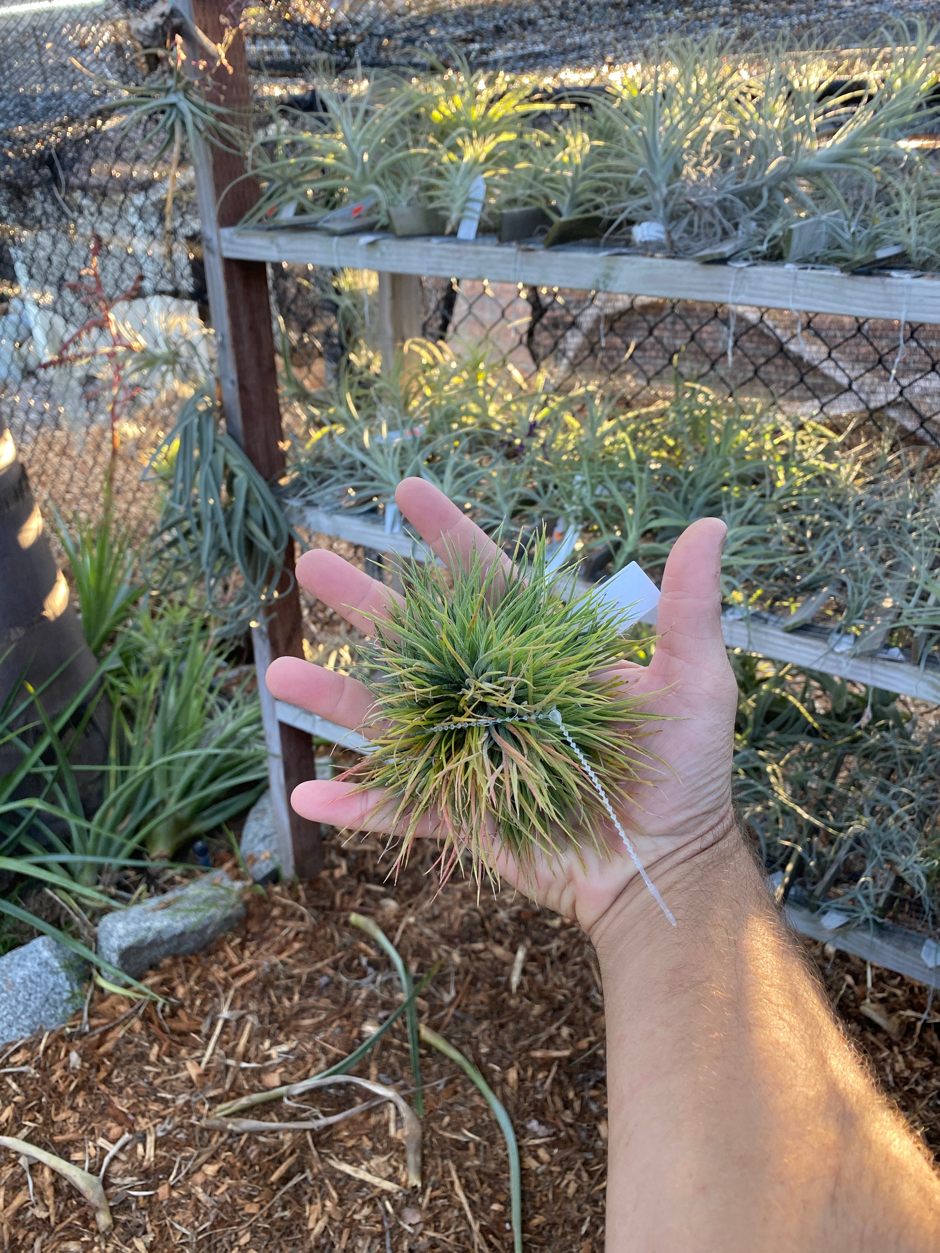 ブロメリア・エアープランツ Tillandsia ionantha 'monstrose' Tillandsia ionantha 'Dwarf Clone' . 開花しました