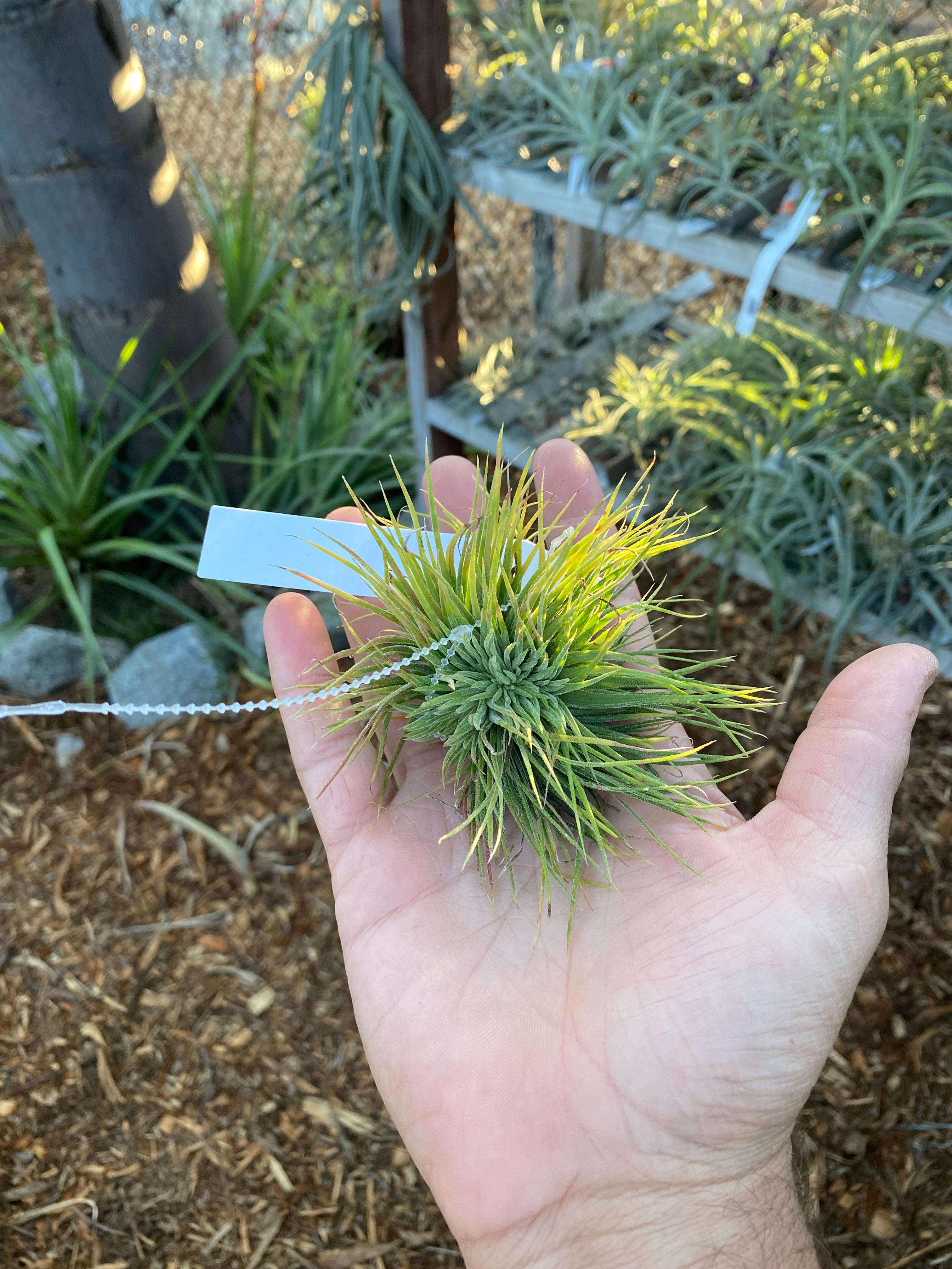 Tillandsia ionantha Monstrose – Cuffel Farms