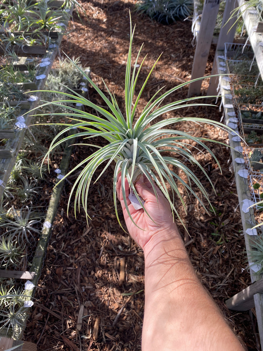 Tillandsia Pink Delight (Tillandsia achyrostachys x Tillandsia carlson
