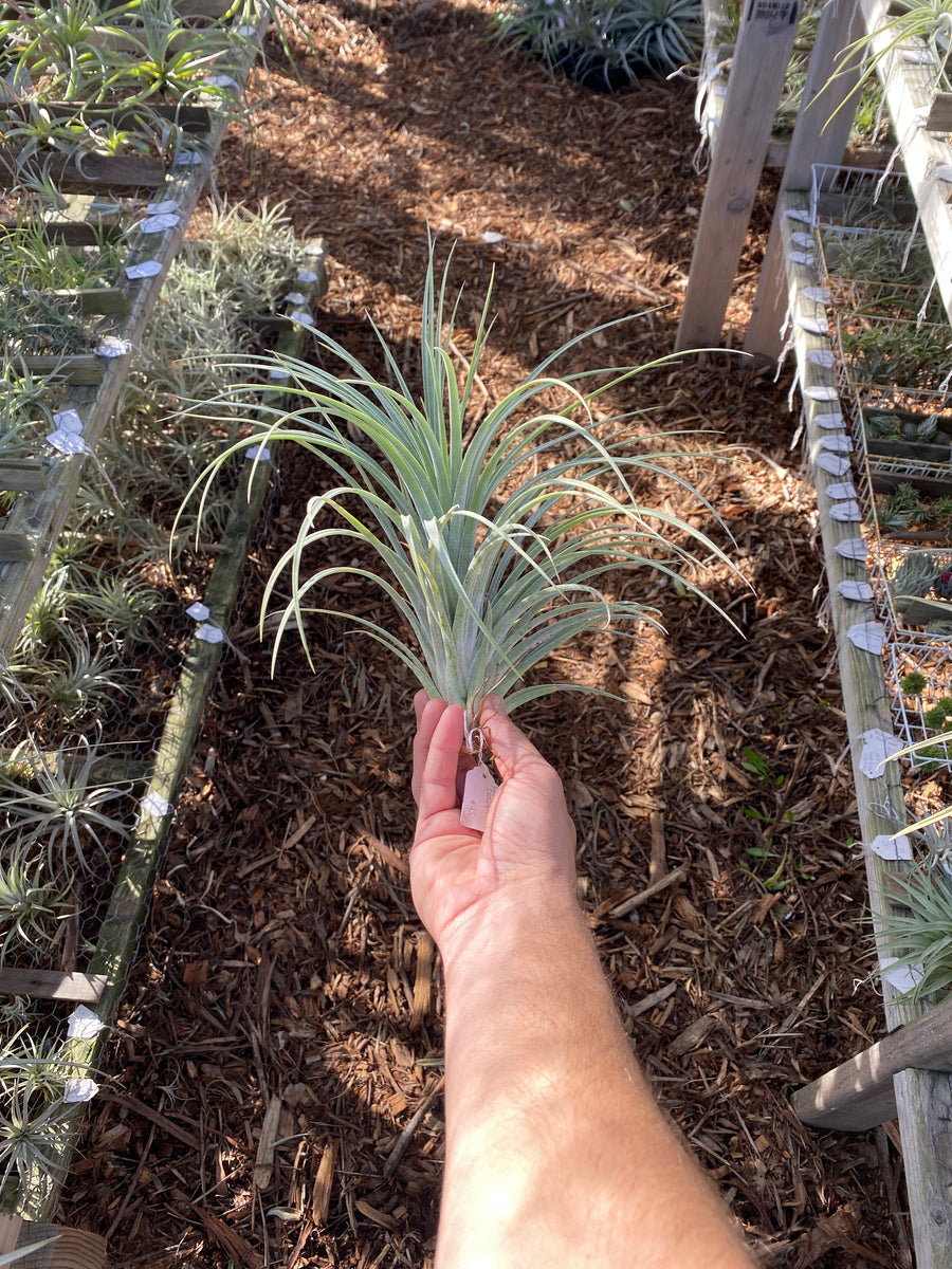 Tillandsia Pink Delight (Tillandsia achyrostachys x Tillandsia carlson