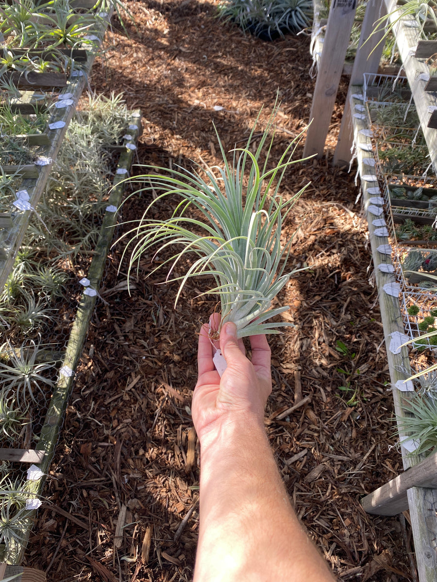 Tillandsia Pink Delight (Tillandsia achyrostachys x Tillandsia carlson