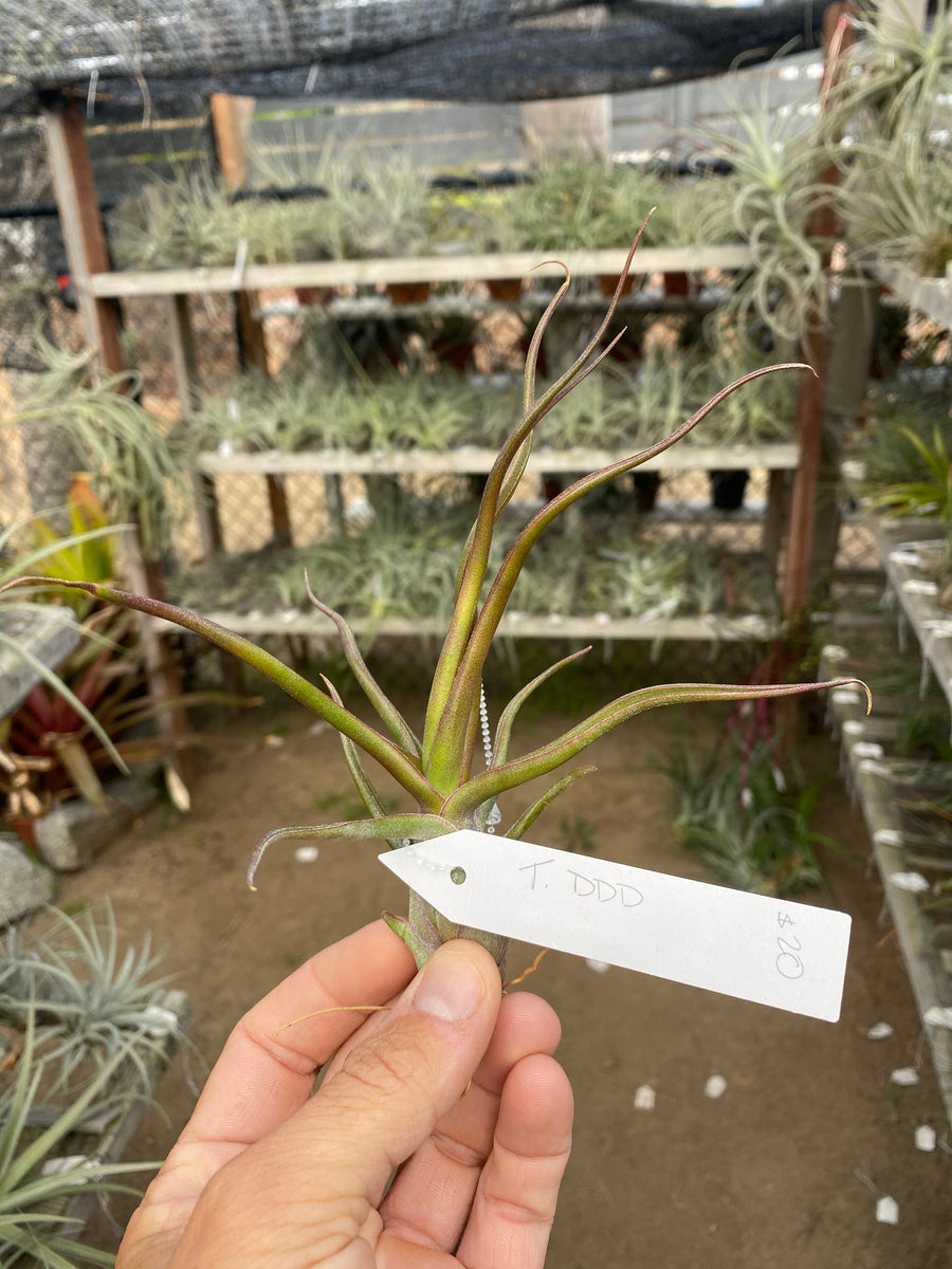 Tillandsia DDD (Tillandsia streptophylla x (Tillandsia bulbosa x