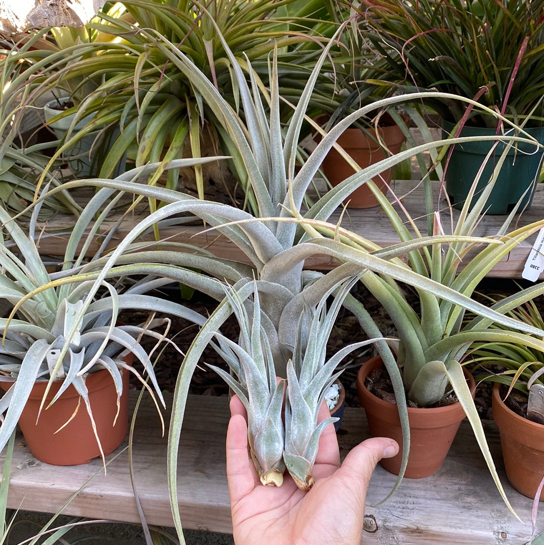 Tillandsia Joy (Tillandsia streptophylla x Tillandsia Tillandsia Joy (Tillandsia streptophylla x Tillandsia