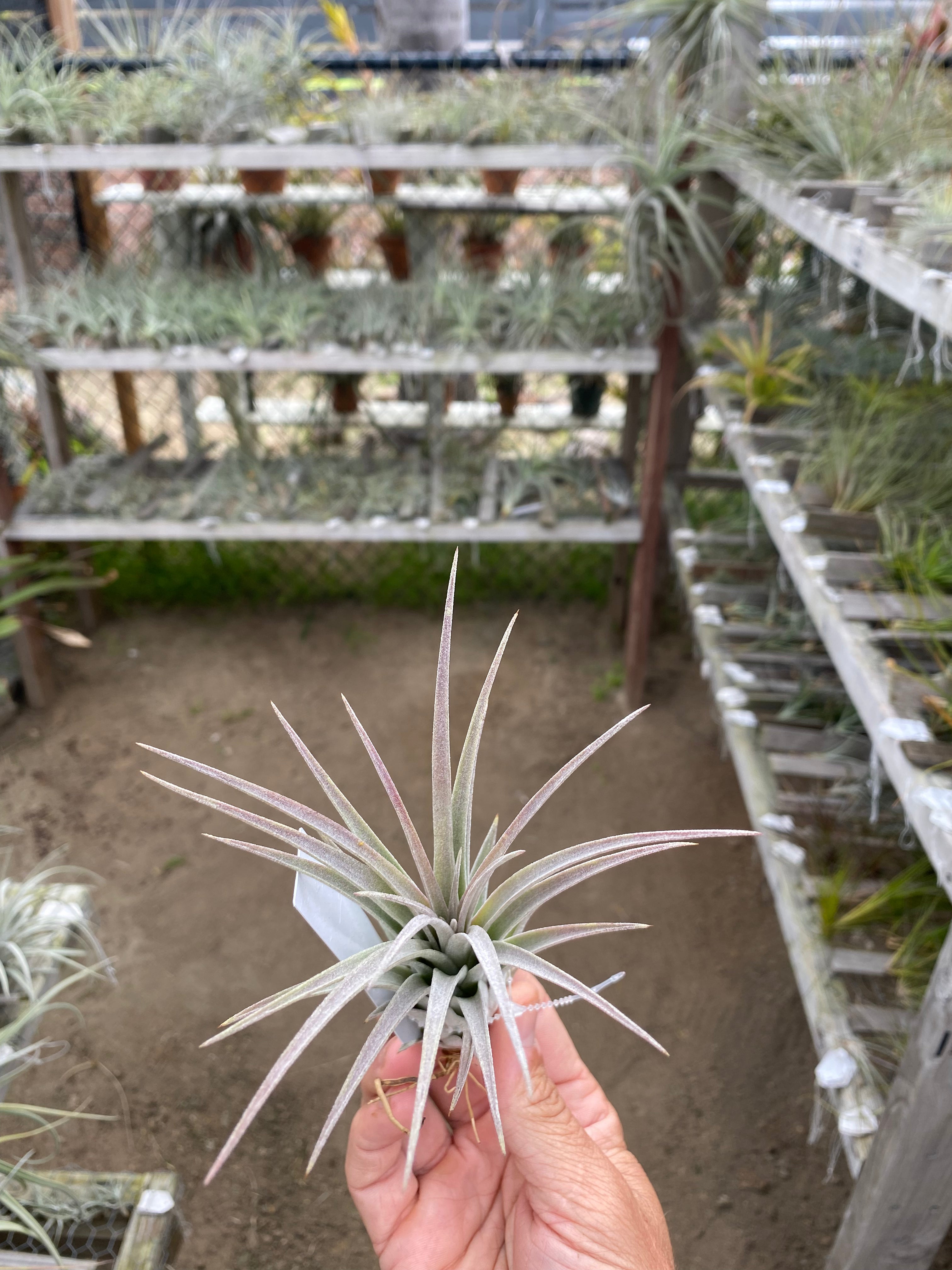 Tillandsia Queen's Pink Rose (Tillandsia roseoscapa x Tillandsia Tillandsia Queen's Pink Rose (Tillandsia roseoscapa x Tillandsia