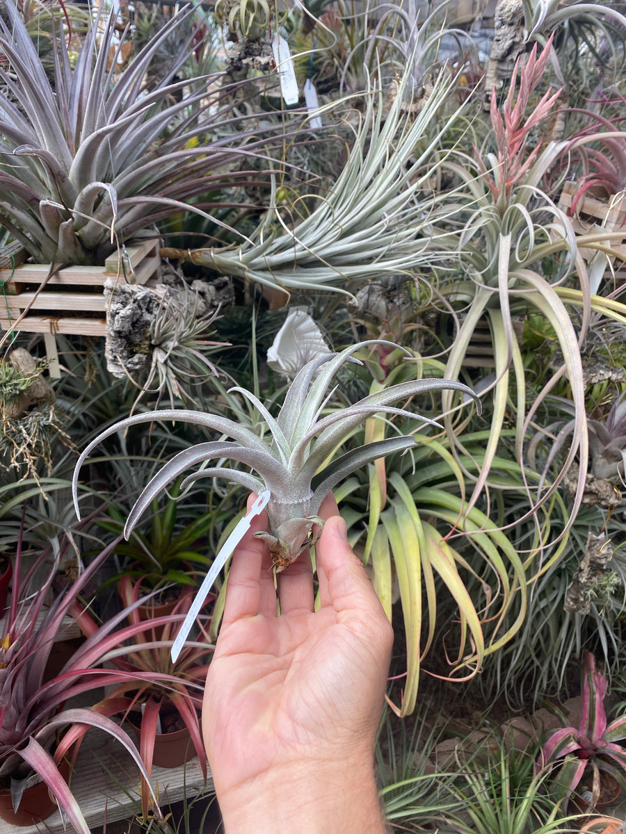 Tillandsia Bea Correale (chiapensis x streptophylla) Giant Clone