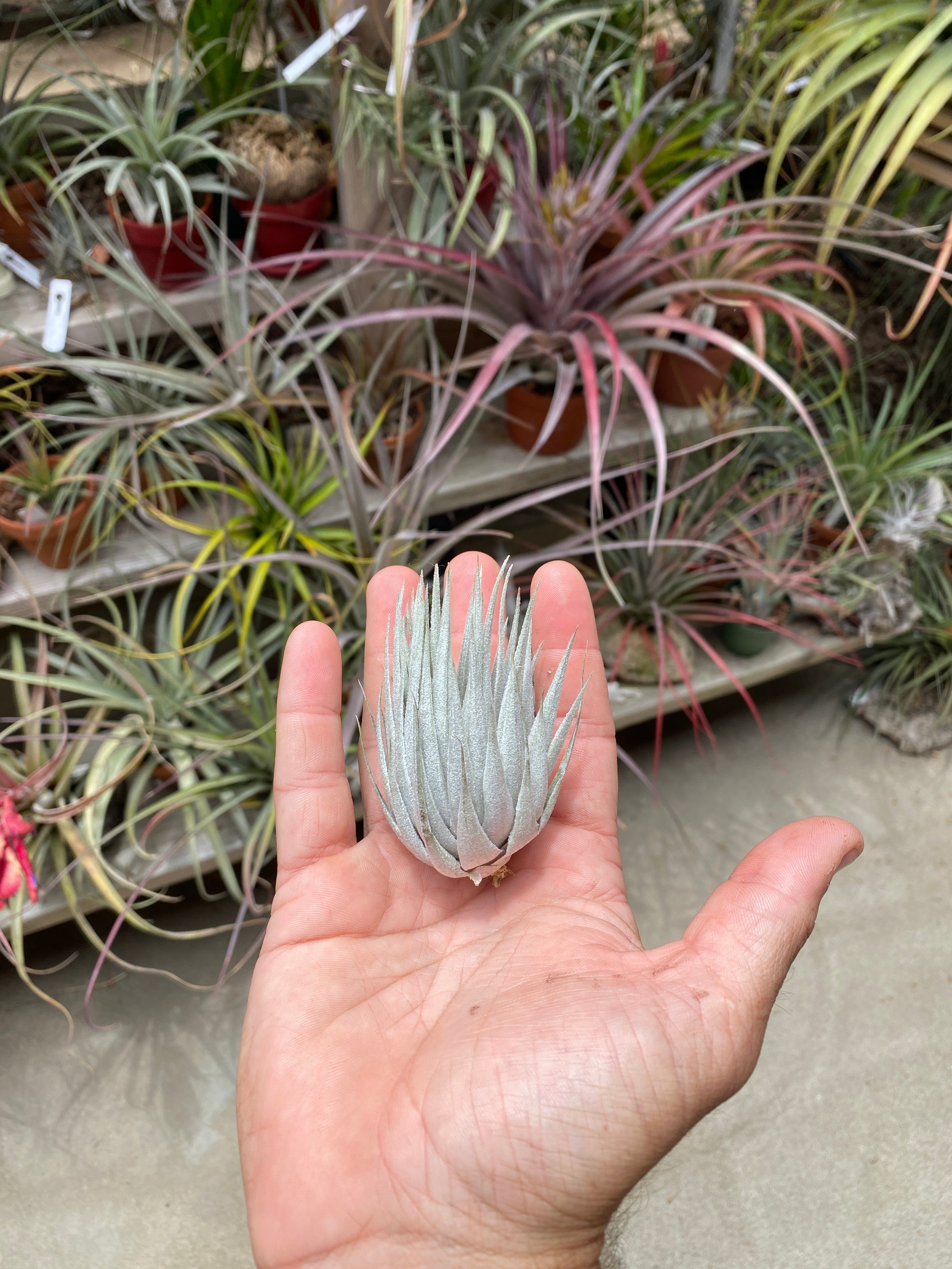ブロメリア・エアープランツ Tillandsia roseiflora Hybrid Tillandsia roseiflora x Tillandsia chapeuensis – Cuffel Farms