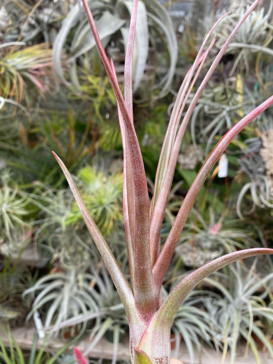 Tillandsia Mali Dofitas (Tillandsia caput medusae x Tillandsia Mali Dofitas (Tillandsia caput medusae x