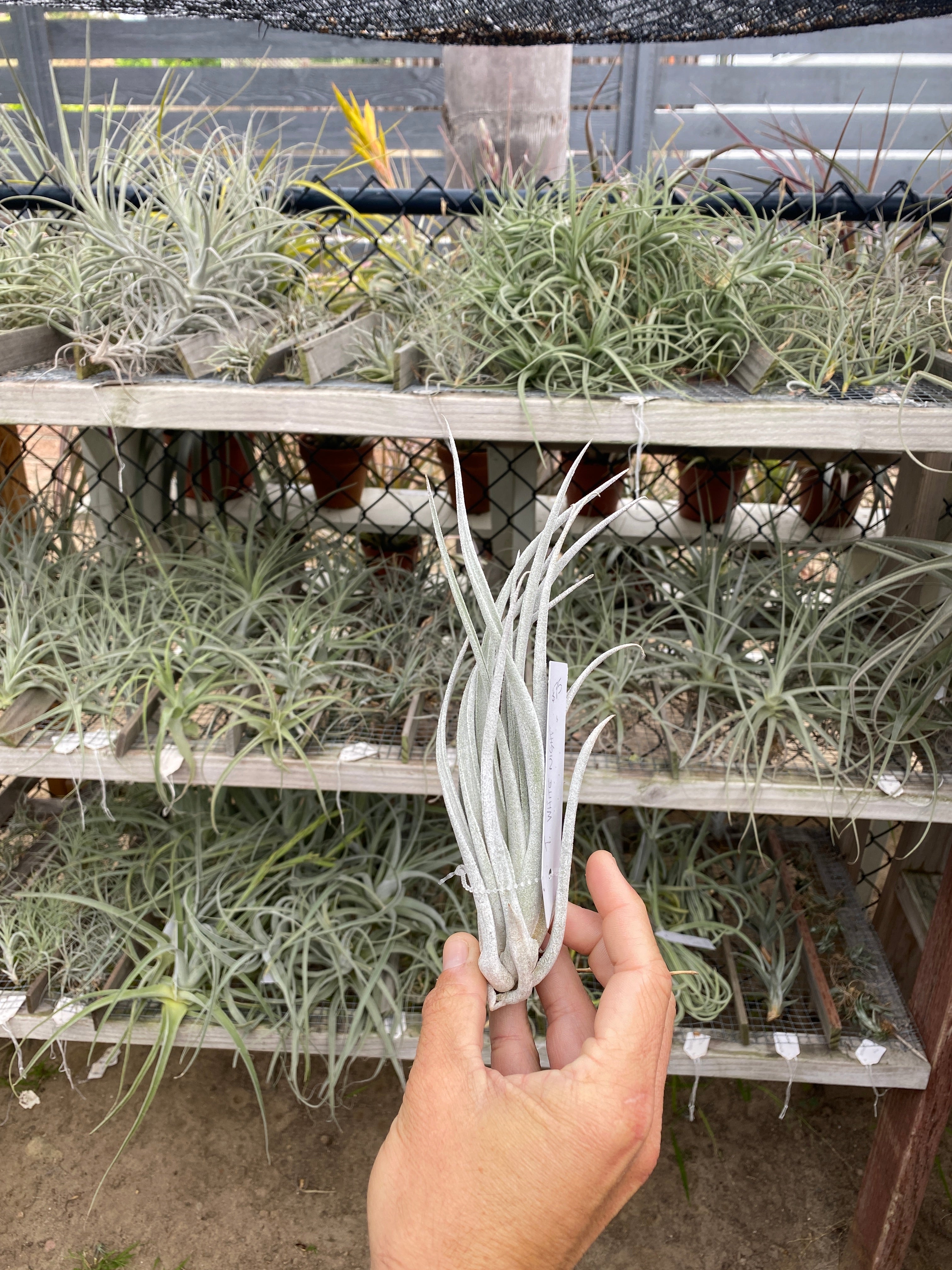 Tillandsia White Night (T. mitlaensis x T. chiapensis