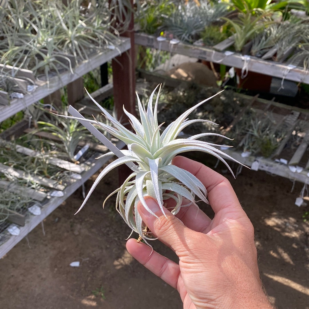Tillandsia gardneri v.rupicola 'Compact Form' ティランジア