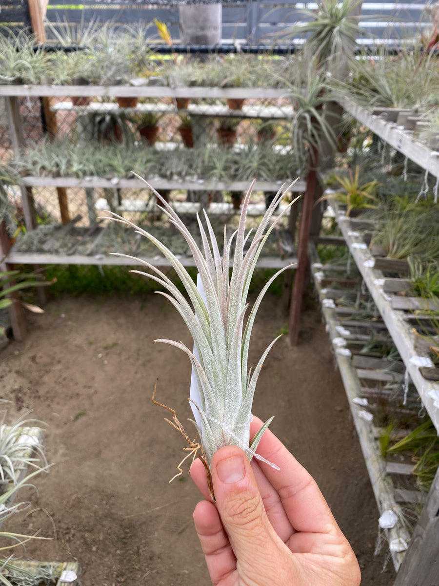 Tillandsia Queen's Pink Rose (Tillandsia roseoscapa x Tillandsia
