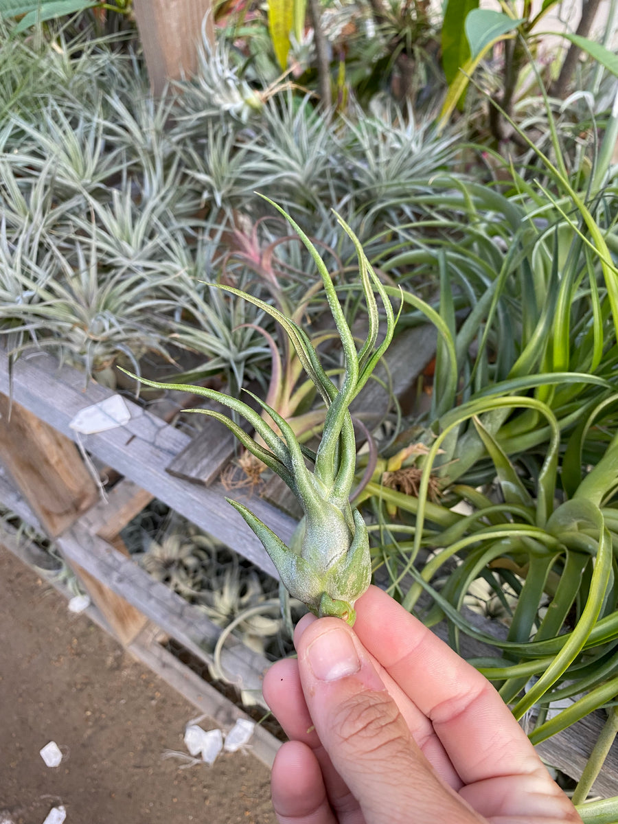 Tillandsia Charles Wiley (seleriana x bulbosa)