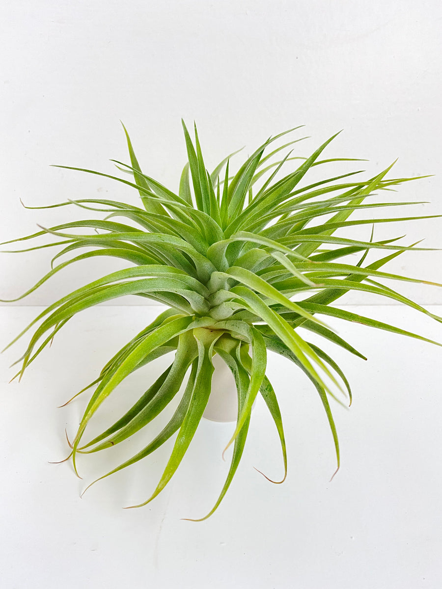 珍品　Tillandsia geminiflora 綴化'Cristata' Tillandsia geminiflora – Cuffel Farms