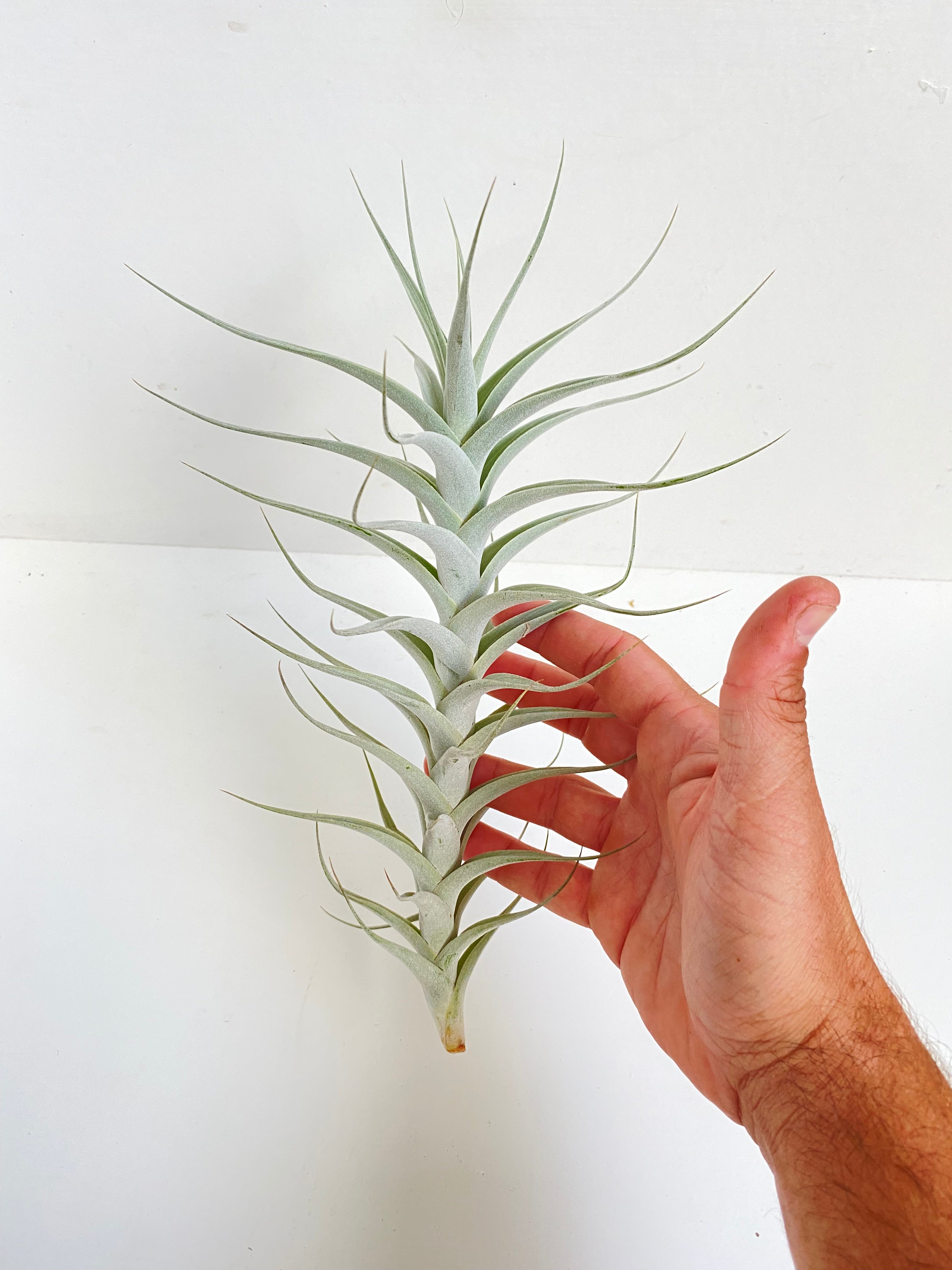 Tillandsia albida – Cuffel Farms