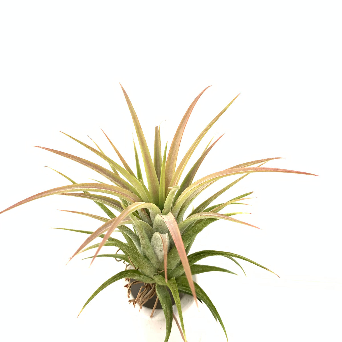 Tillandsia ionantha maxima – Cuffel Farms
