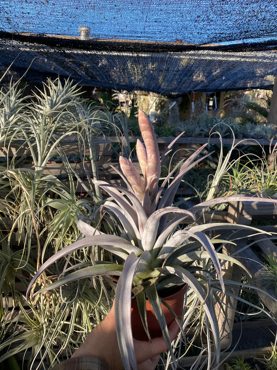 Tillandsia xerographica x chiapensis multi bract #tillandsia