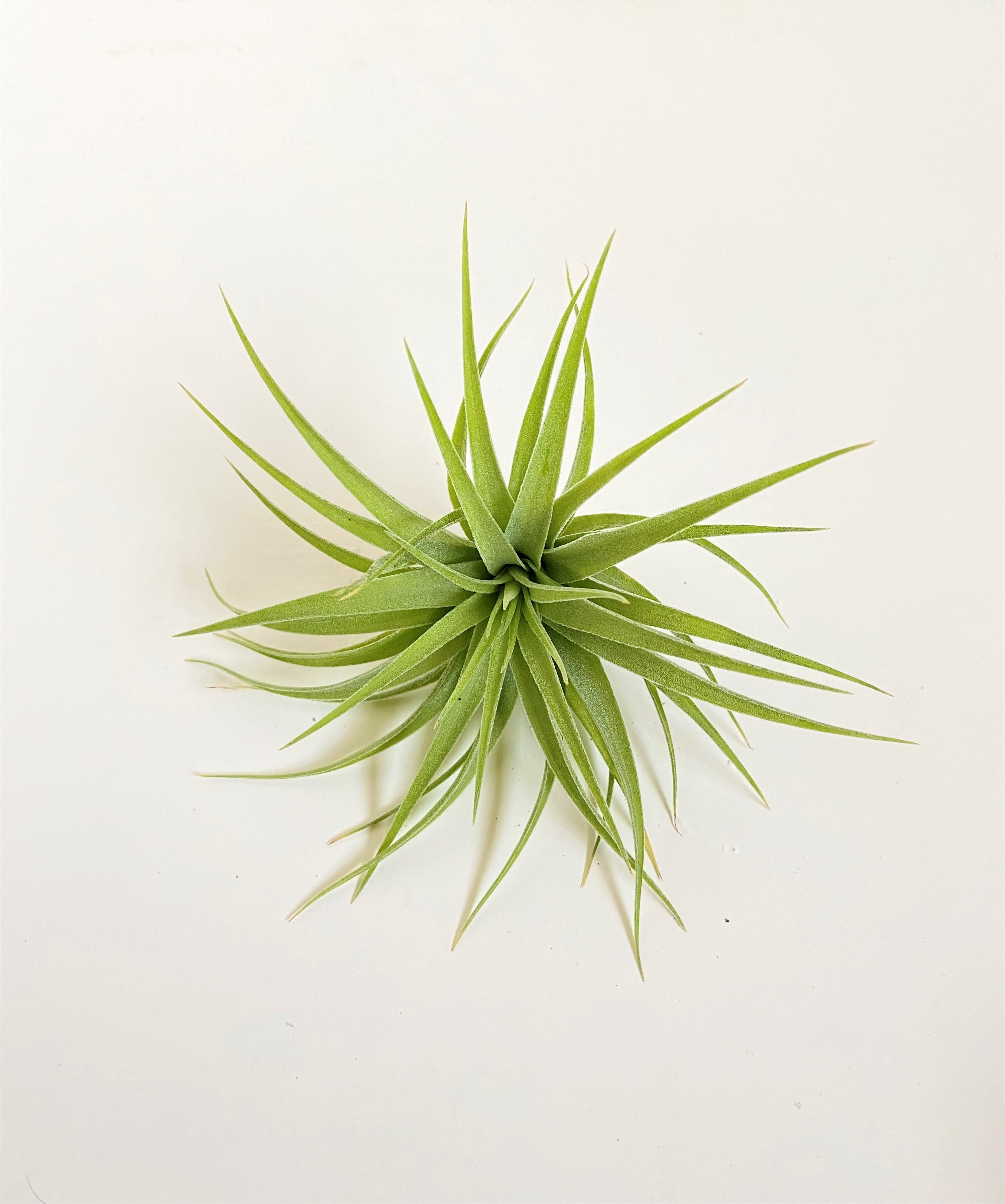 Tillandsia geminiflora – Cuffel Farms