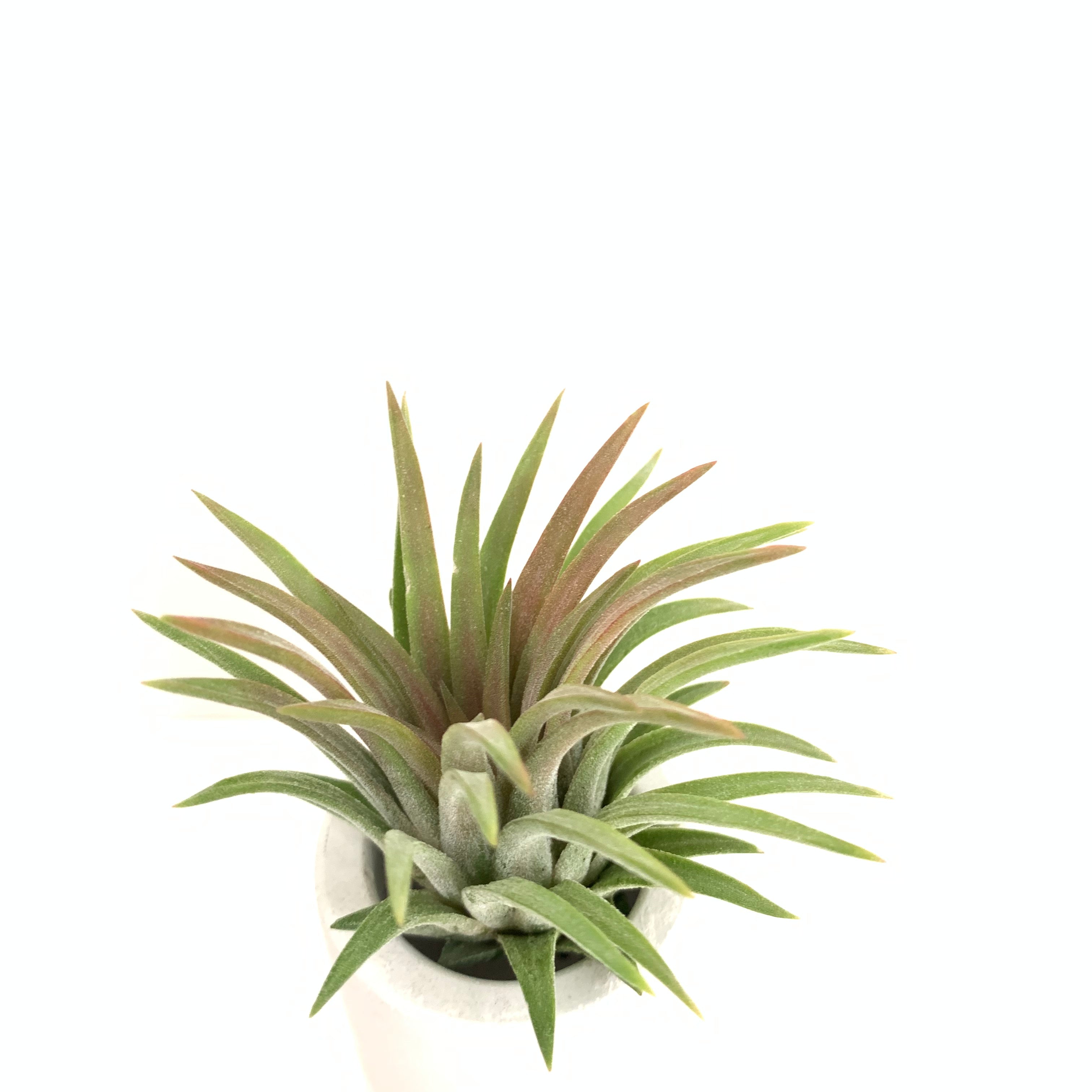 ブロメリア・エアープランツ Tillandsia Ionantha Ron Tillandsia ionantha Ron – Cuffel Farms