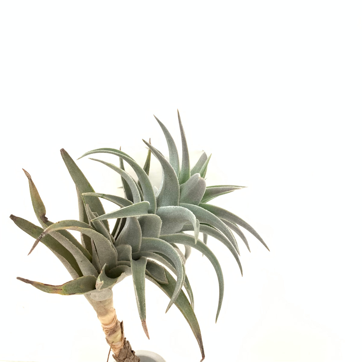 Tillandsia edithae green form