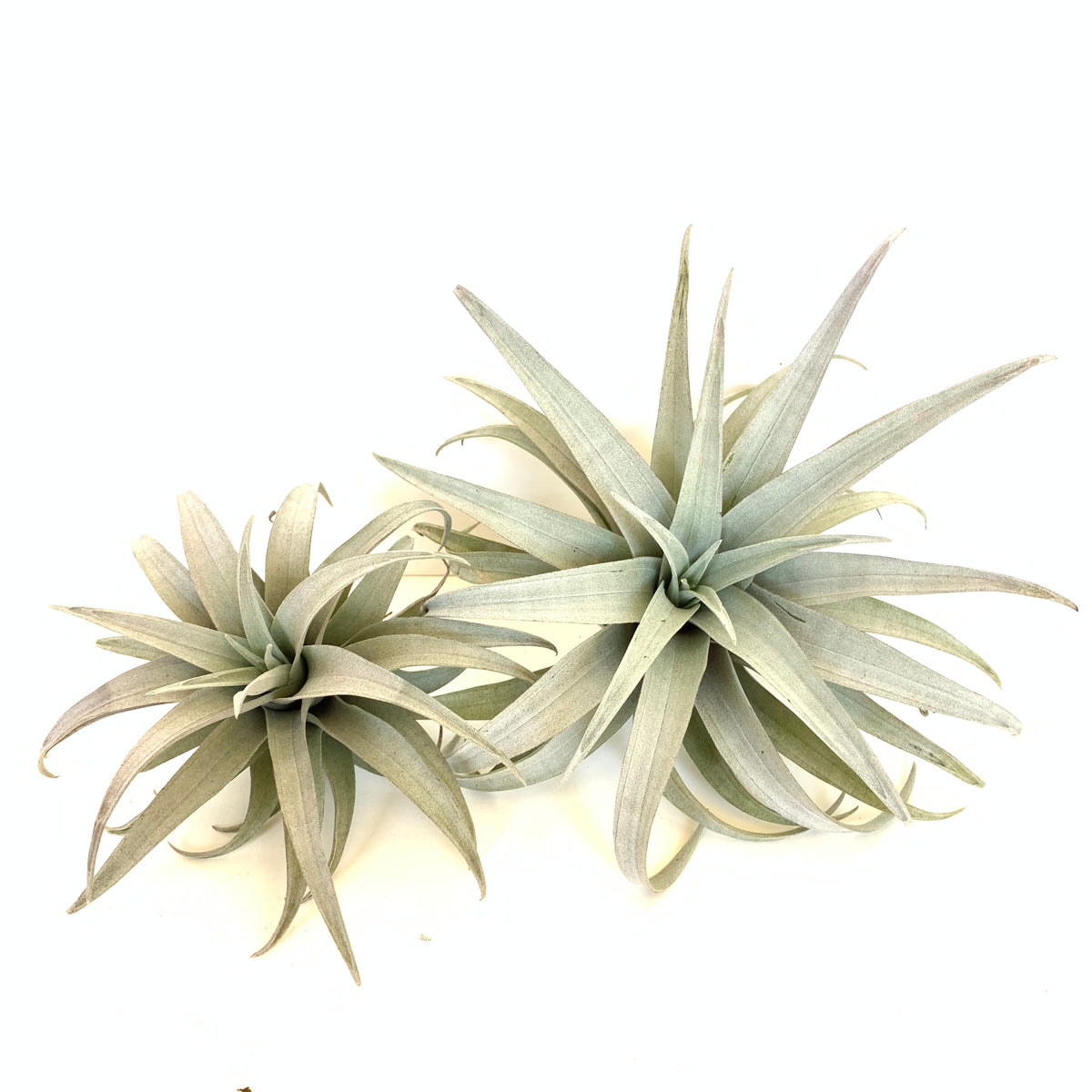 Tillandsia capillaris (dwarf form)