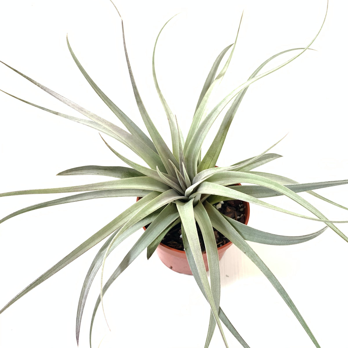 Tillandsia fasciculata v. hondurensis – Cuffel Farms