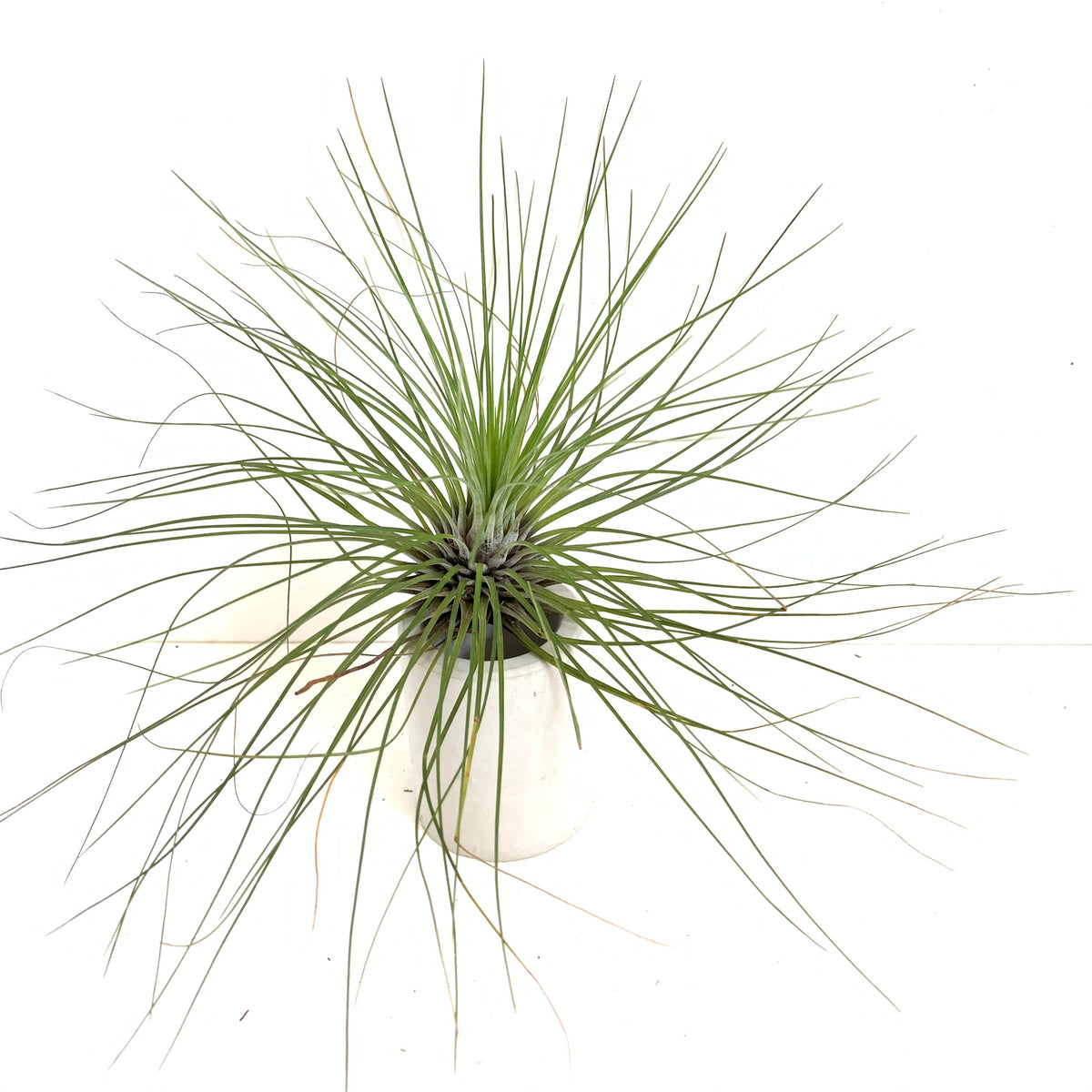 Tillandsia filifolia – Cuffel Farms