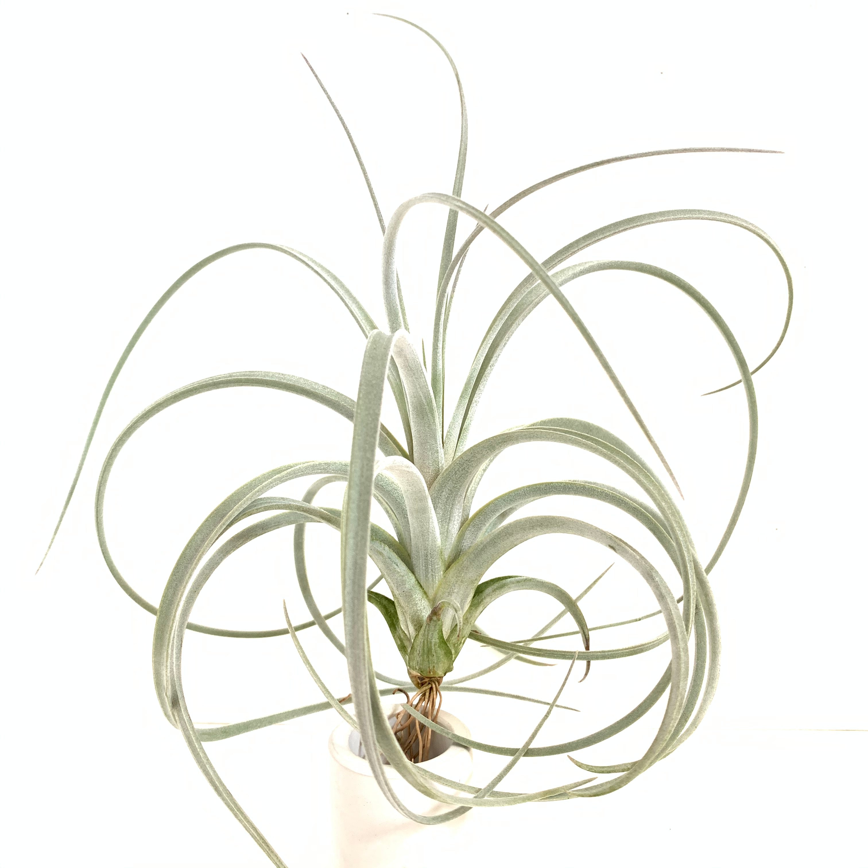 Tillandsia exserta – Cuffel Farms