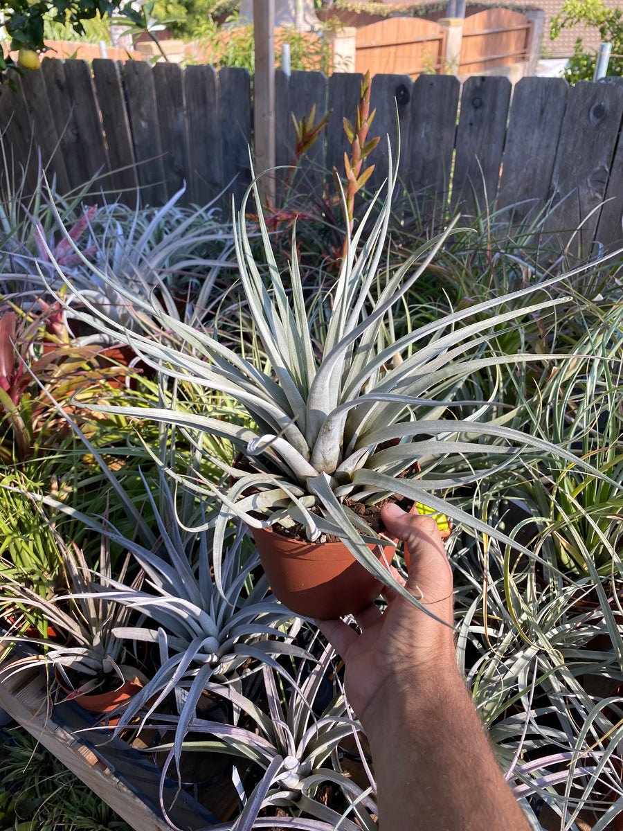 Tillandsia fasciculata v. hondurensis – Cuffel Farms