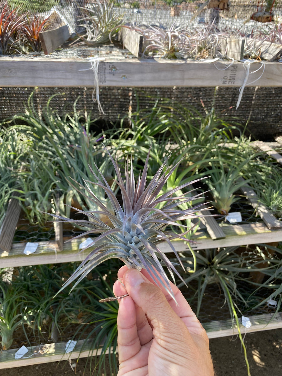T. neglecta 'Dark Clone' T'S TROPICALS T. neglecta 'Dark Clone
