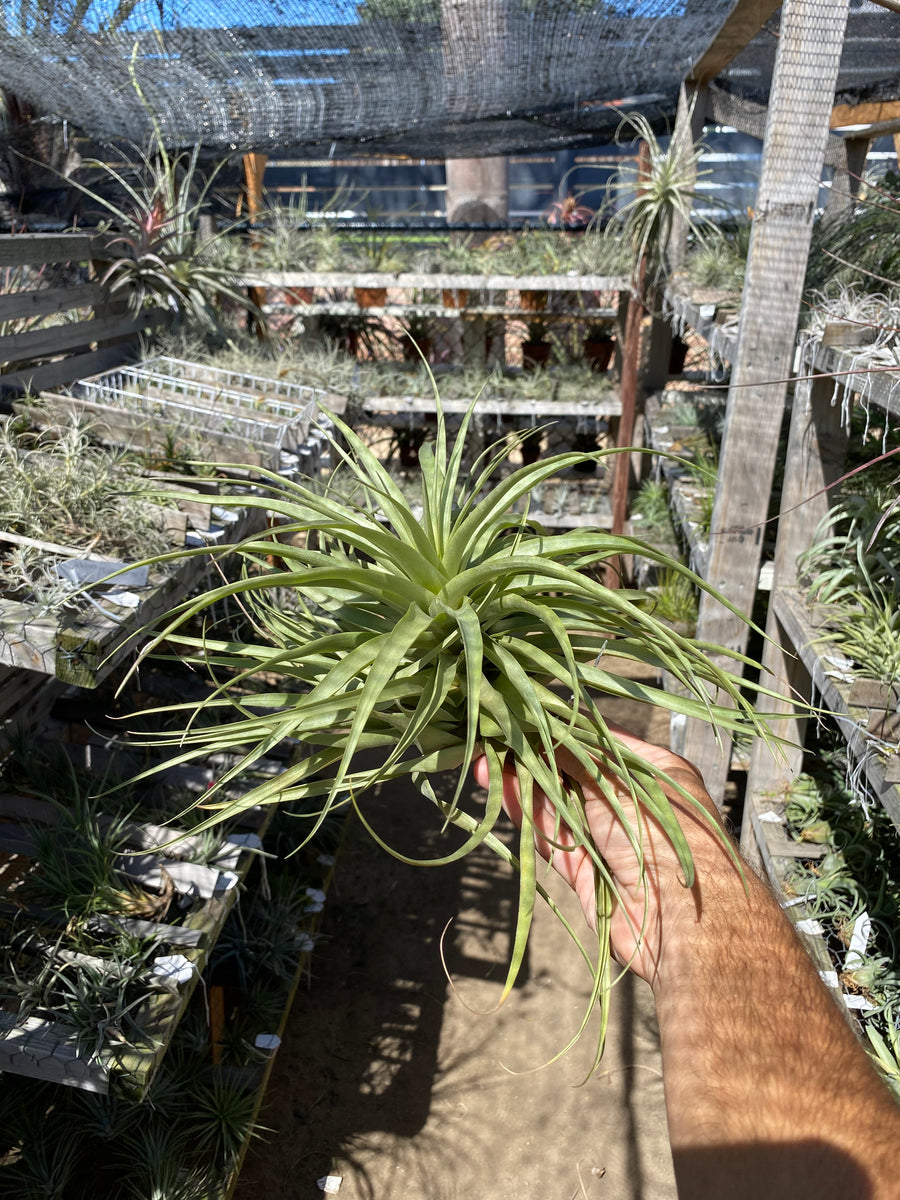 Tillandsia Jungle Gem (Tillandsia geminiflora x Tillandsia