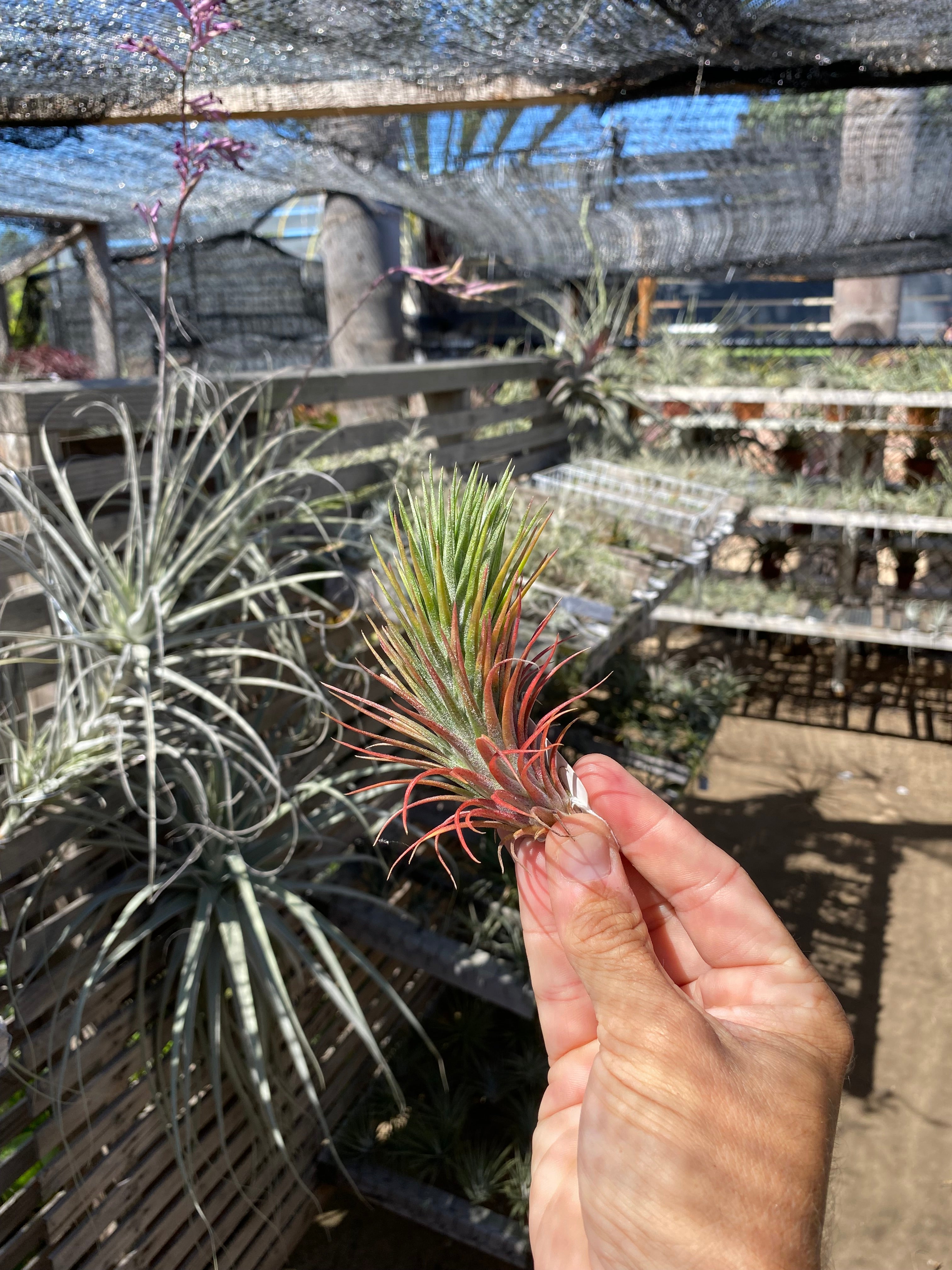 Tillandsia funckiana x T.ionantha 'Zebrina' ■エアプランツYC T. funckiana \u0027Merida\u0027 T\u0027S TROPICALS 子株付き Tillandsia Paul T