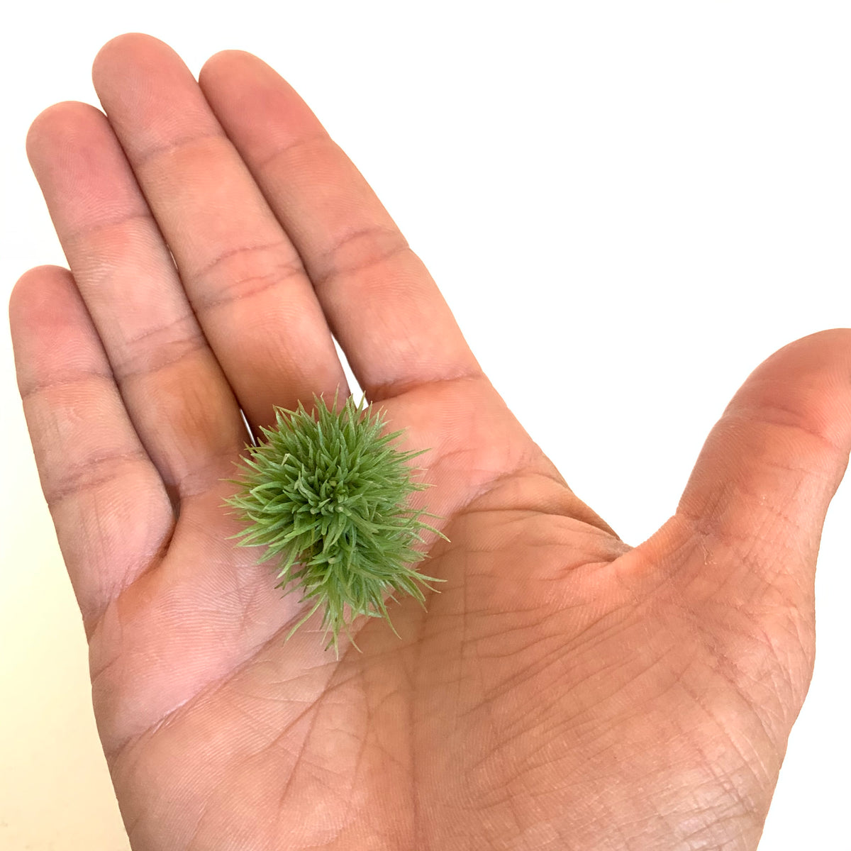 teddy bear air plant Tillandsia aeranthos 'Teddy Bear' – Cuffel Farms