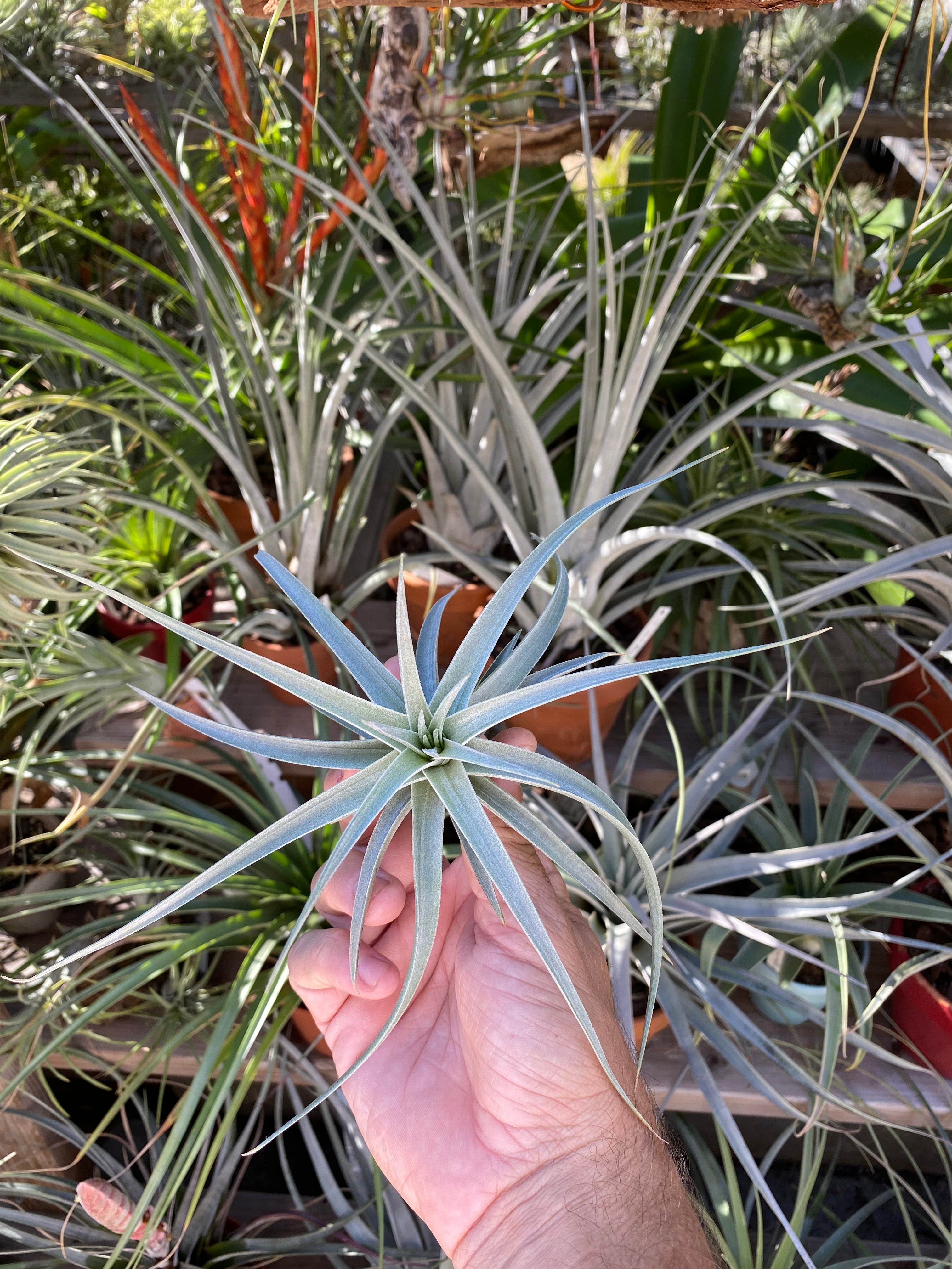 Tillandsia Ed Doherty (aeranthos x leonamiana) BRT clone – Cuffel